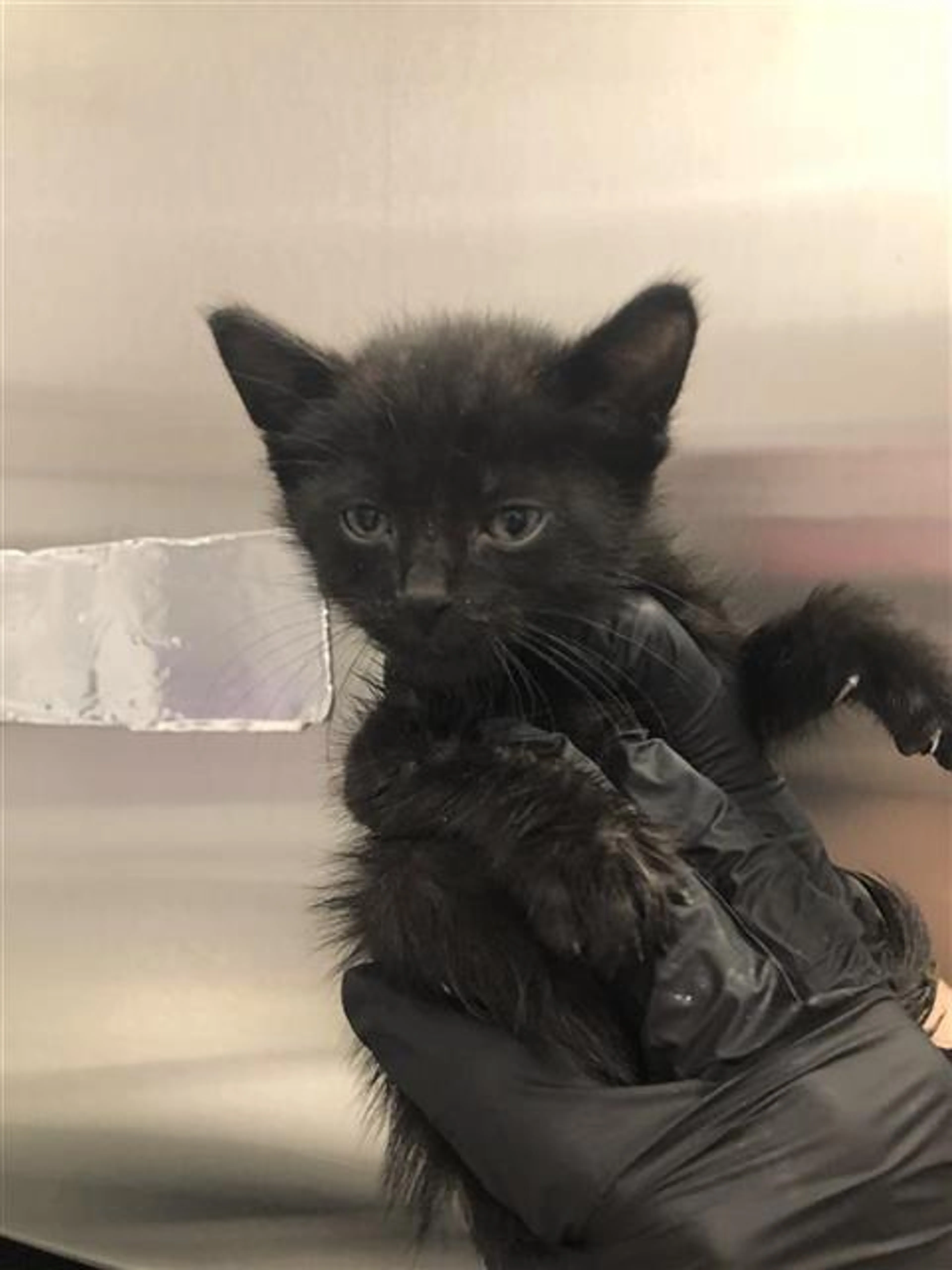 Found pet