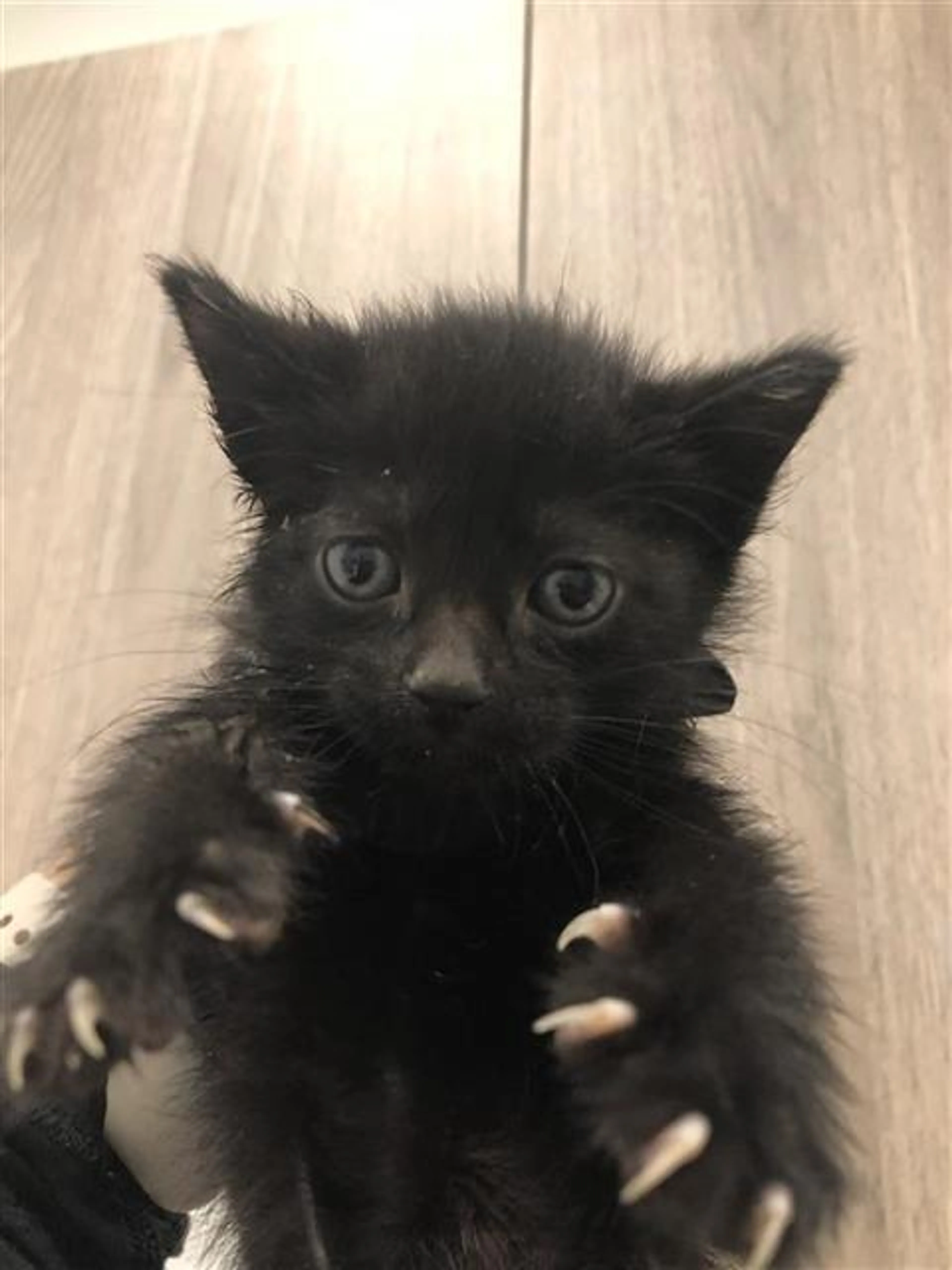 Found pet