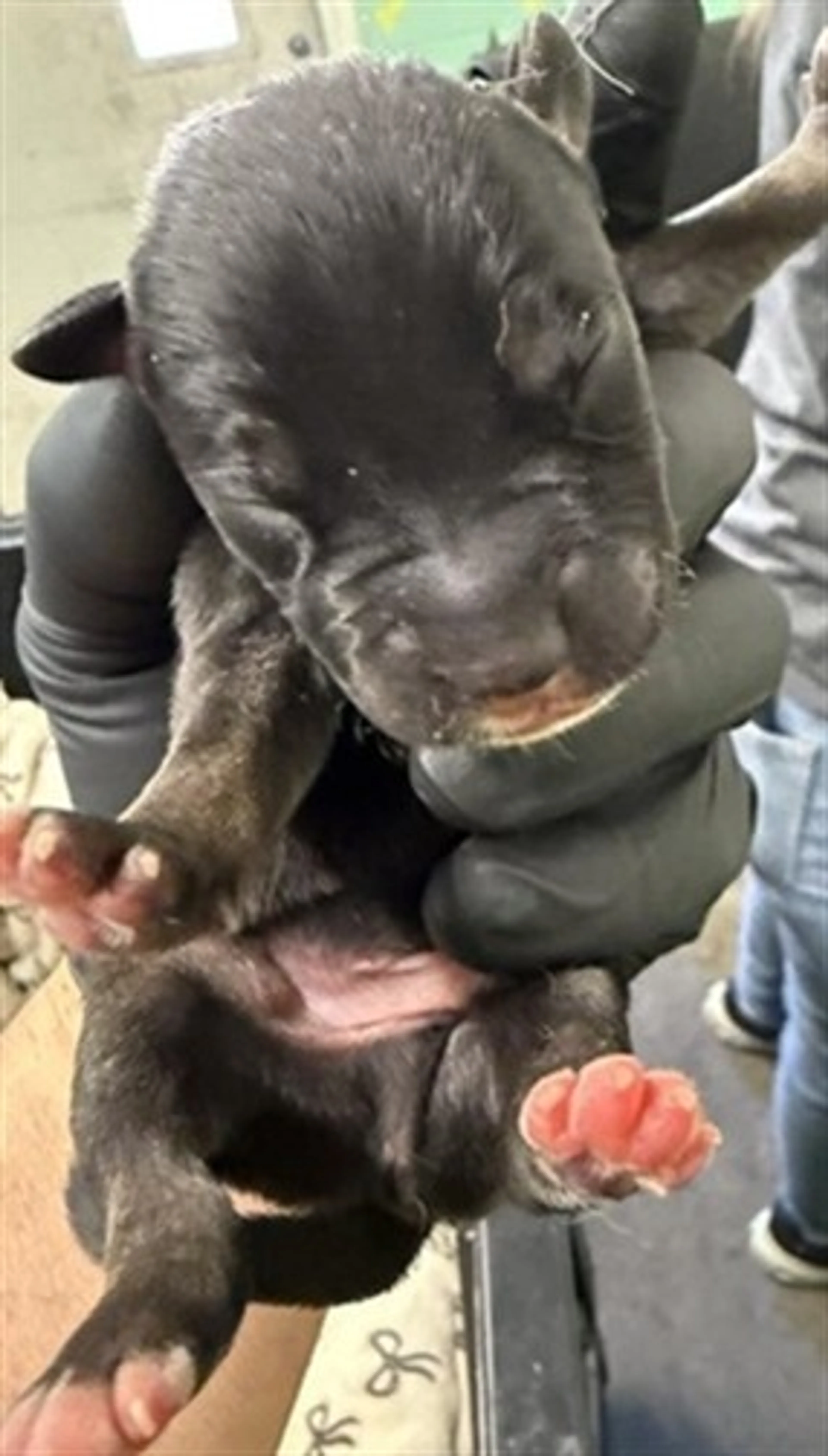 Found pet
