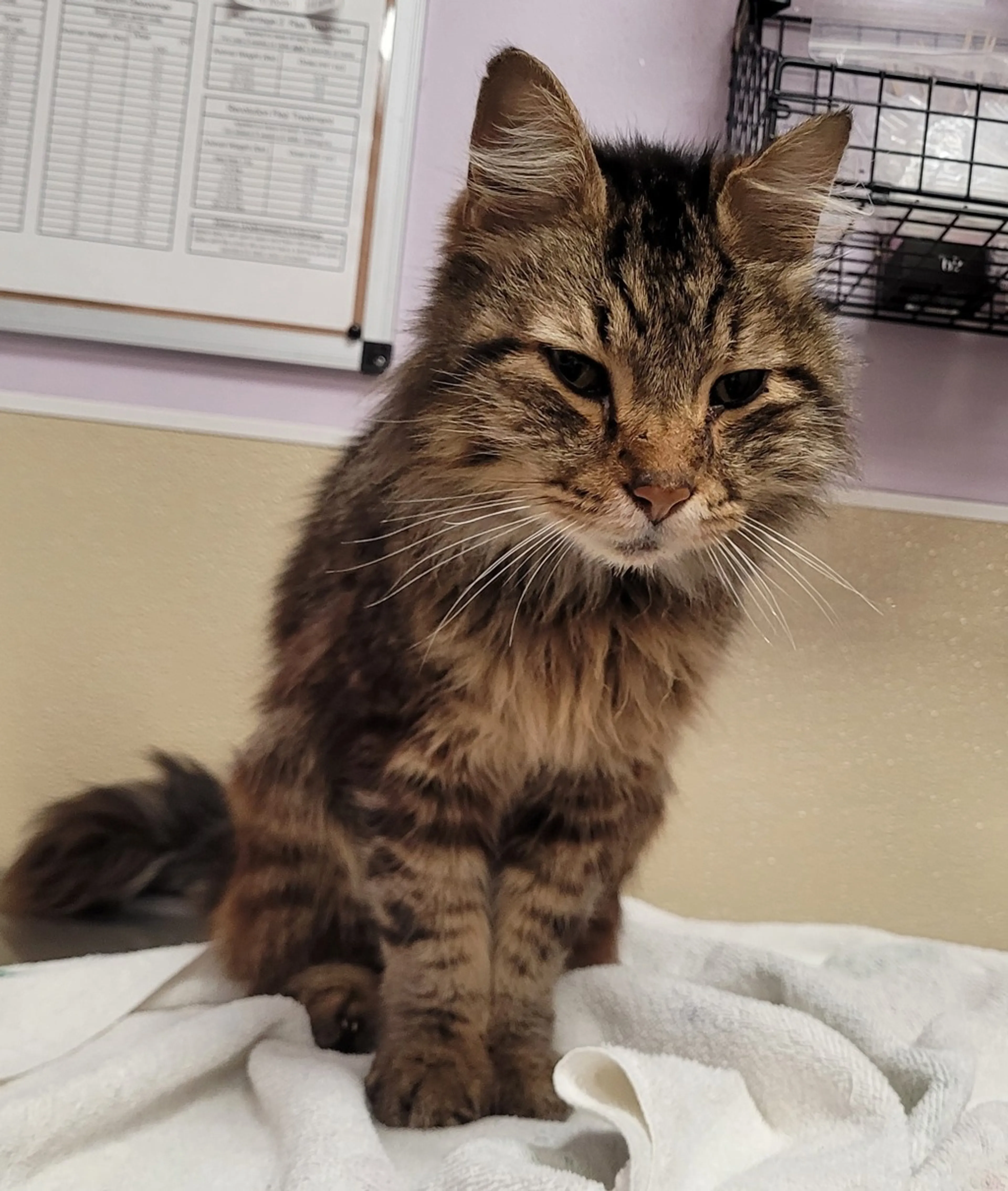 Found pet