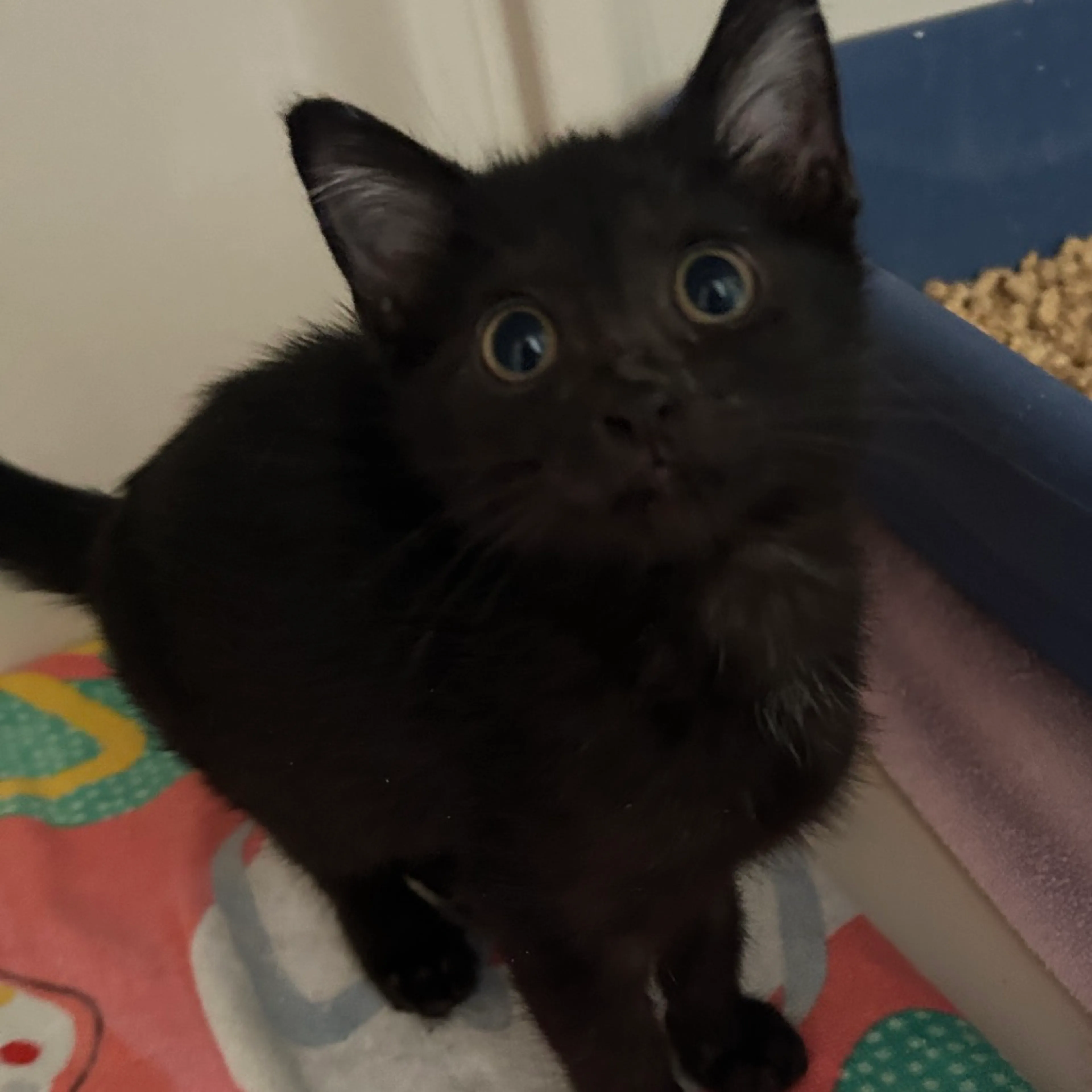 Found pet