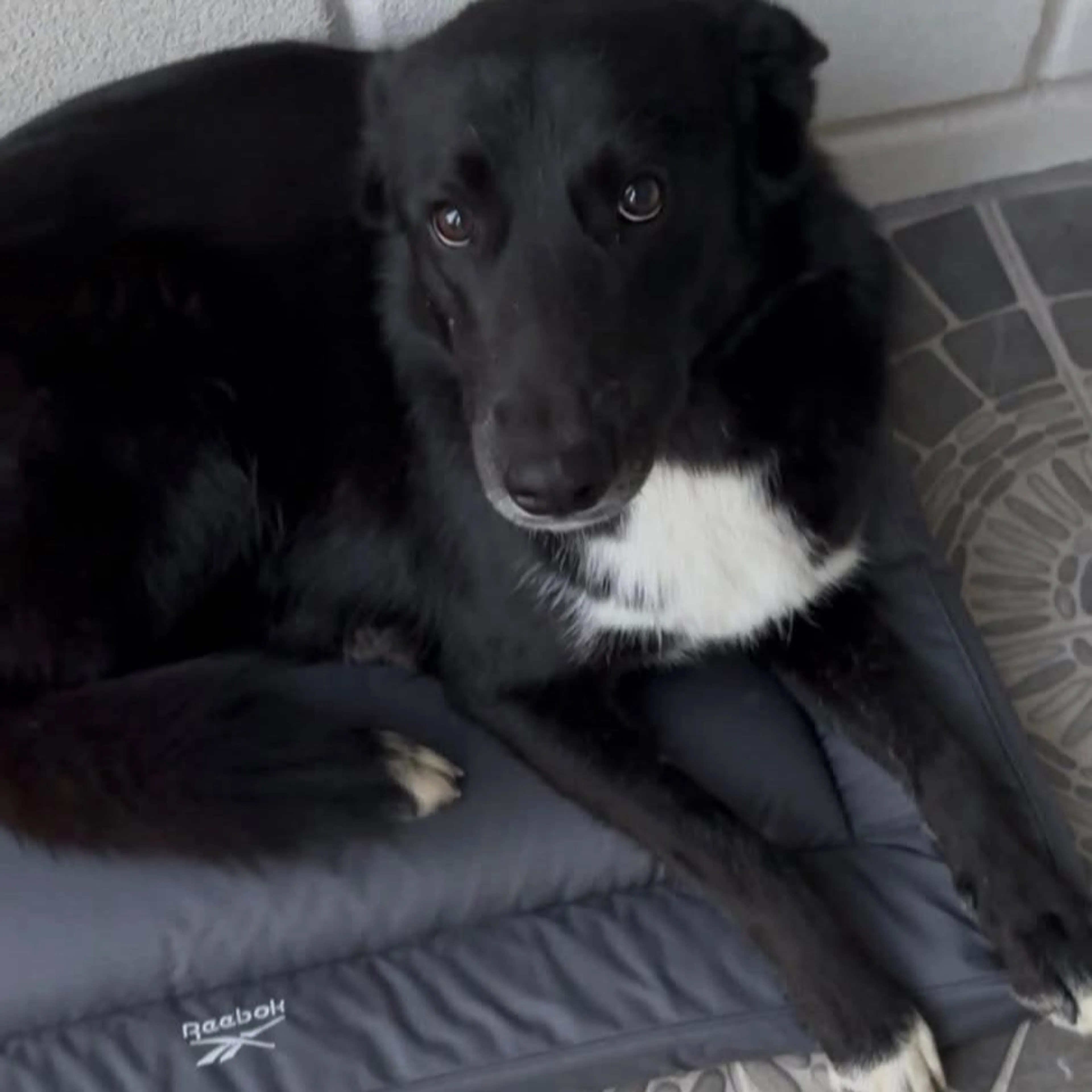 Lost pet