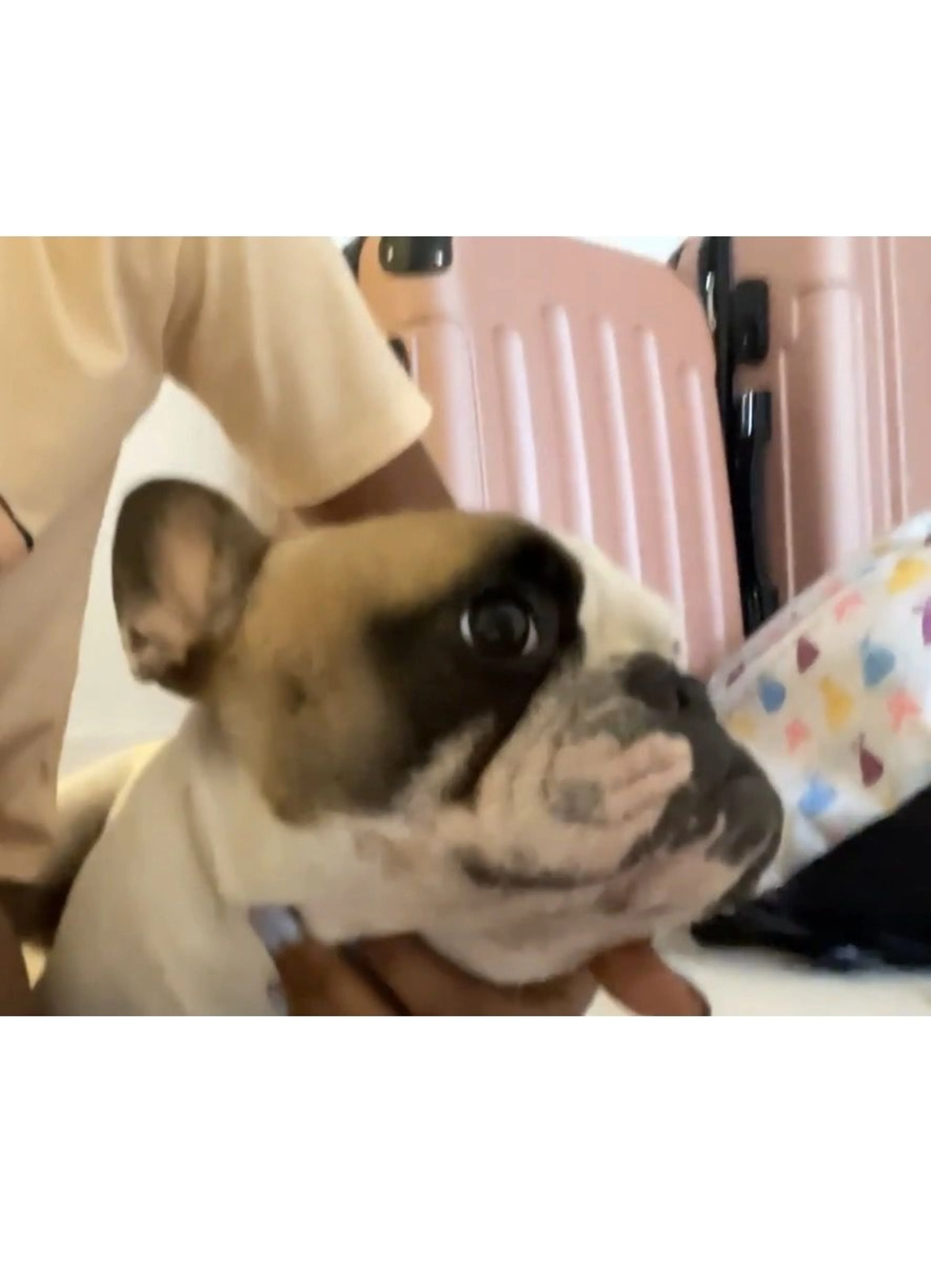 Lost pet-0