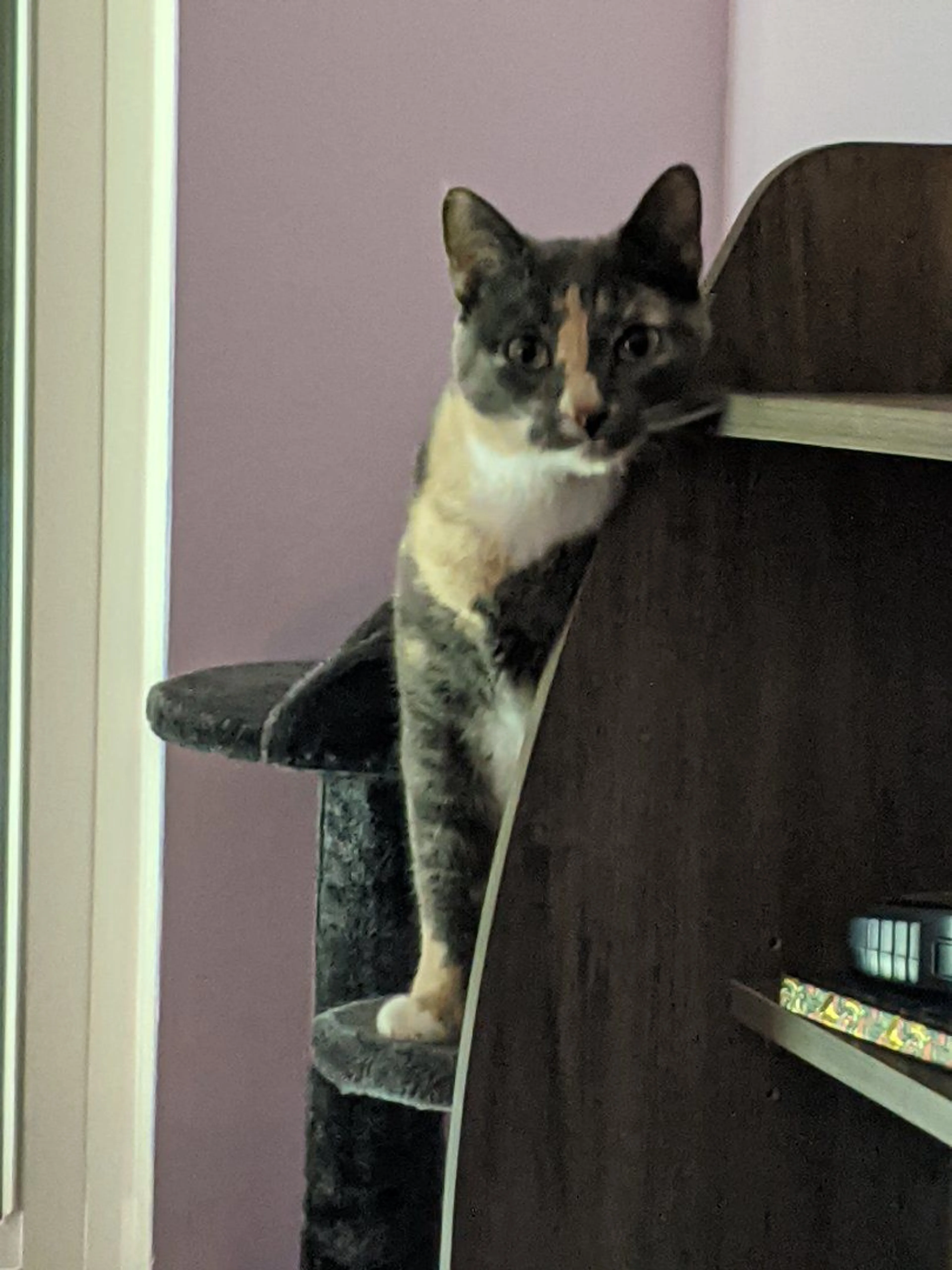 Lost pet