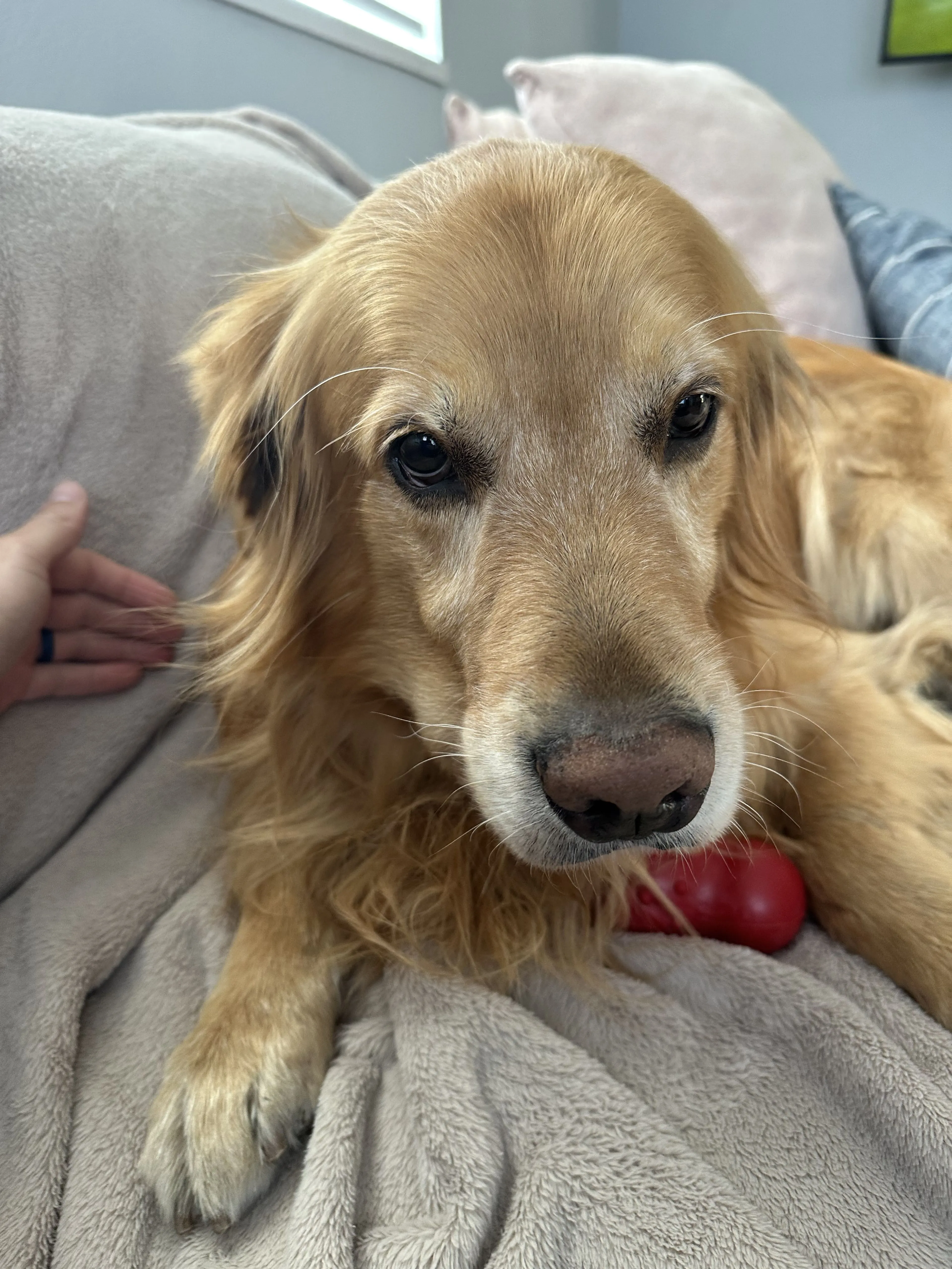 Lost pet-3