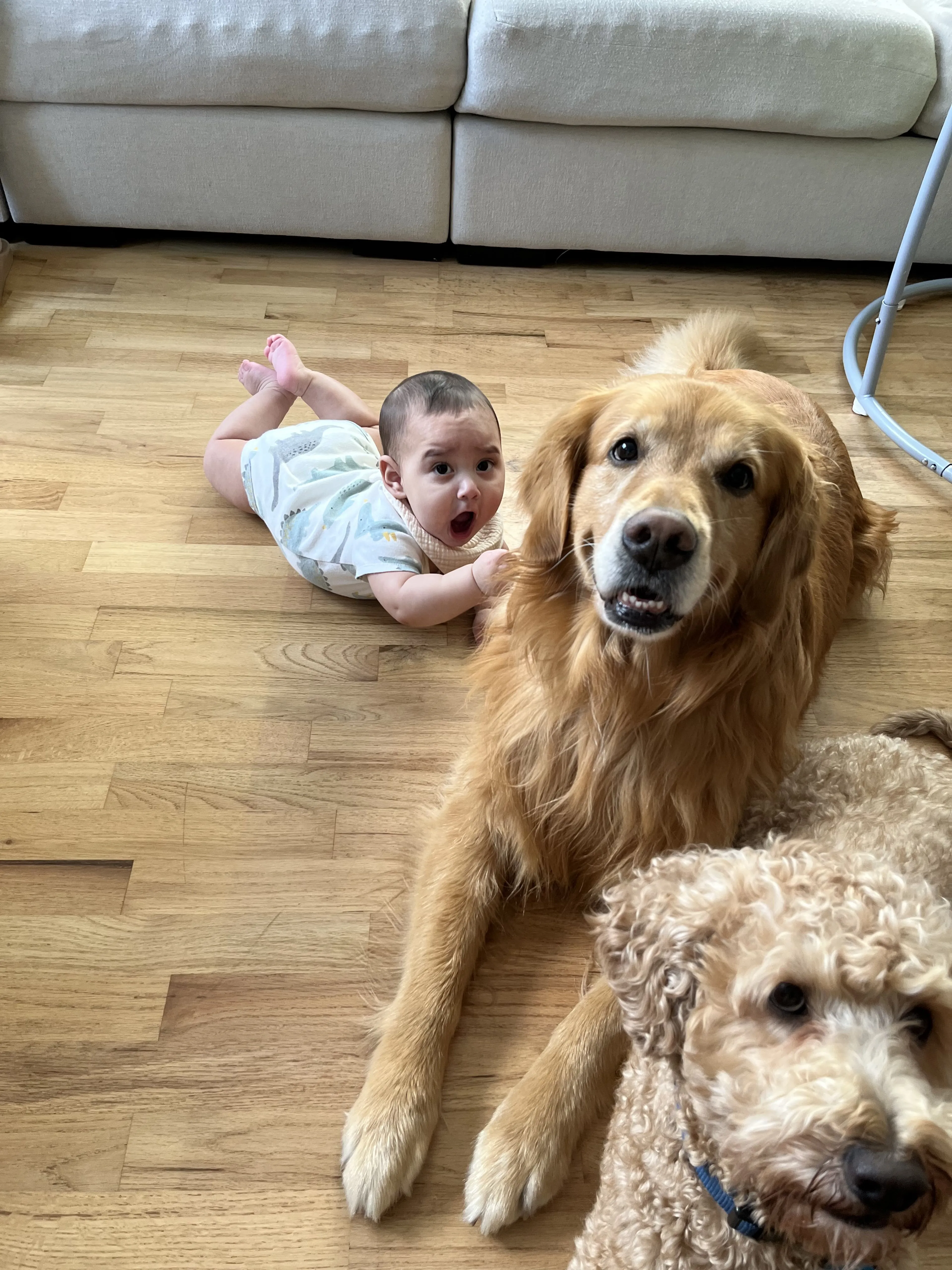 Lost pet-4