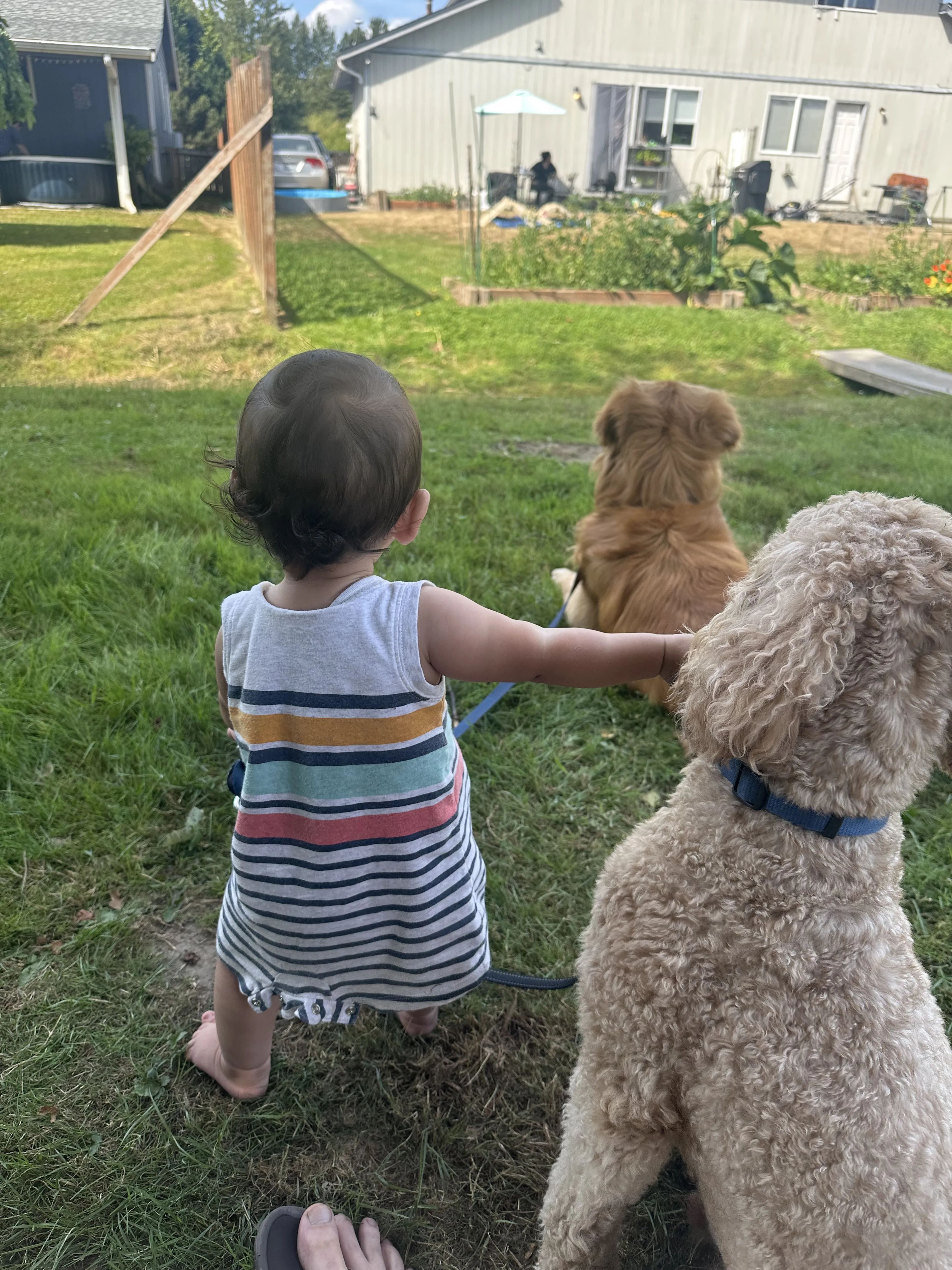Lost pet-2