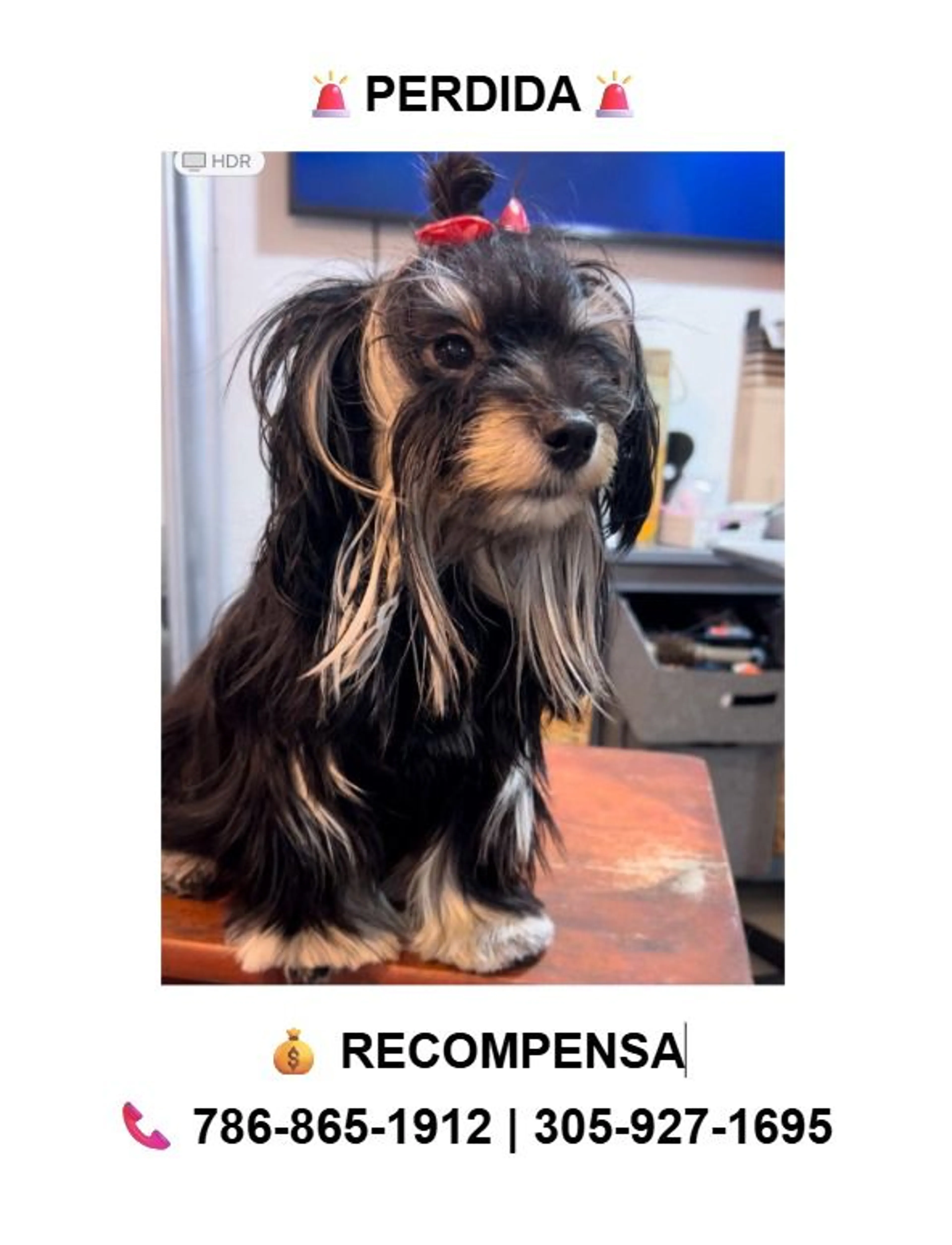 Lost pet