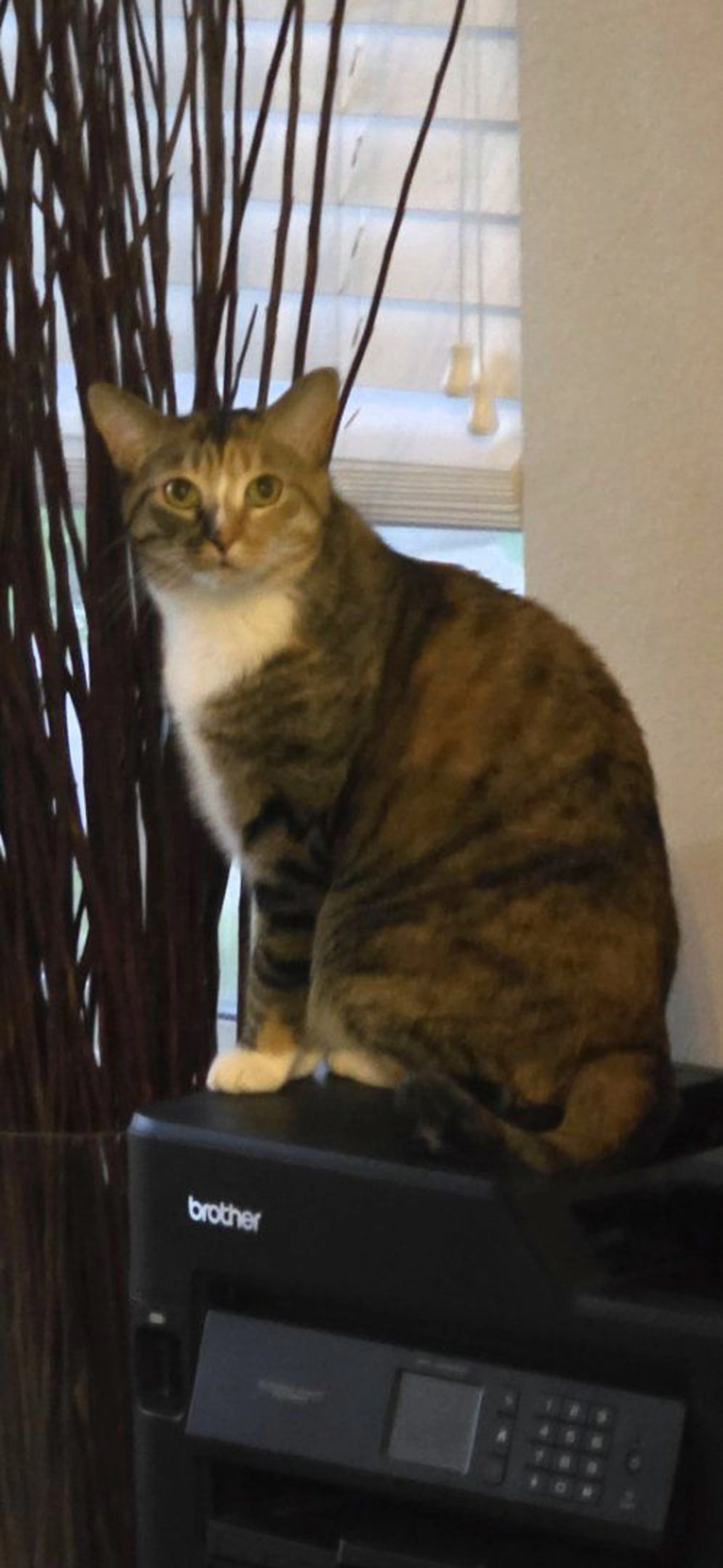 Lost pet