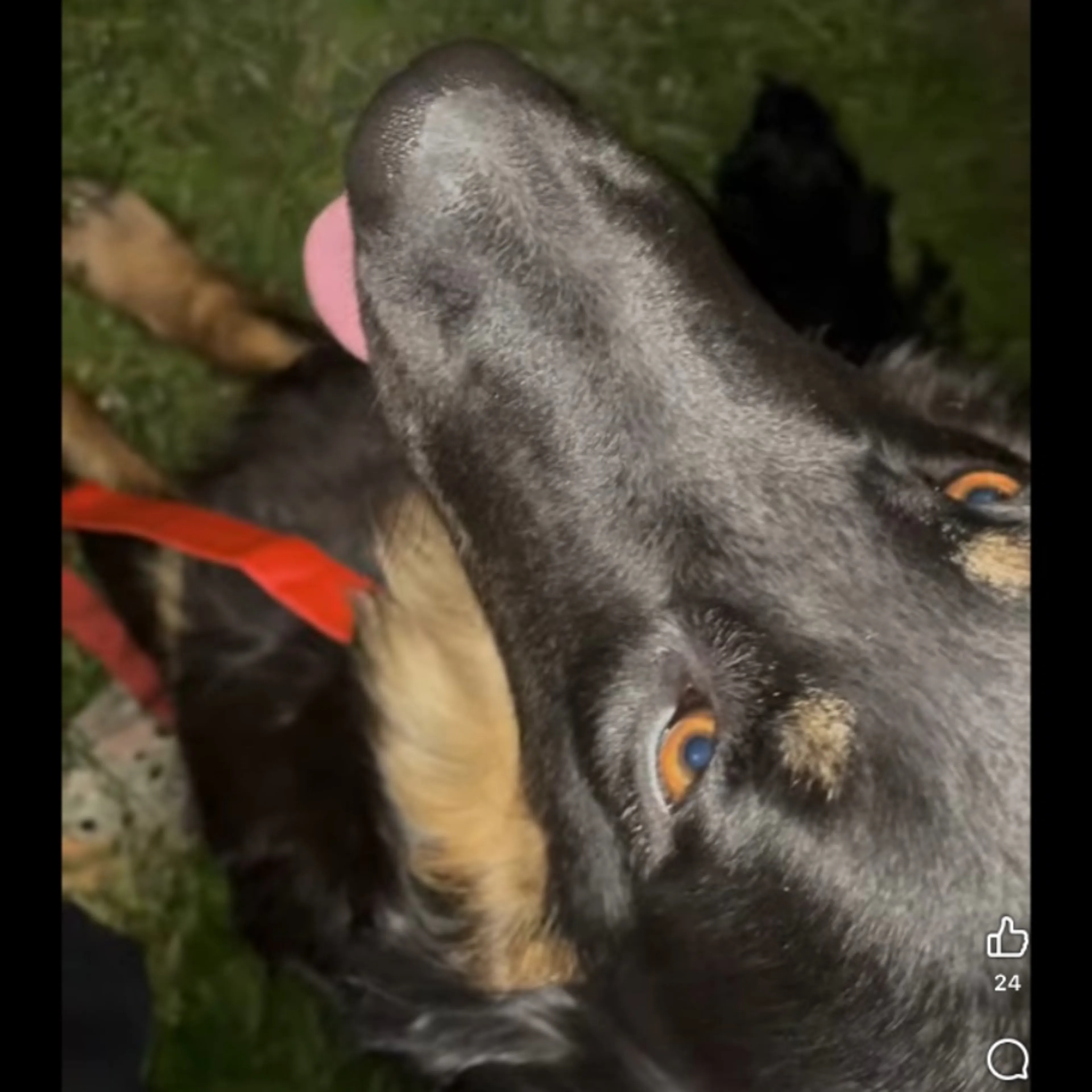 Found pet-0