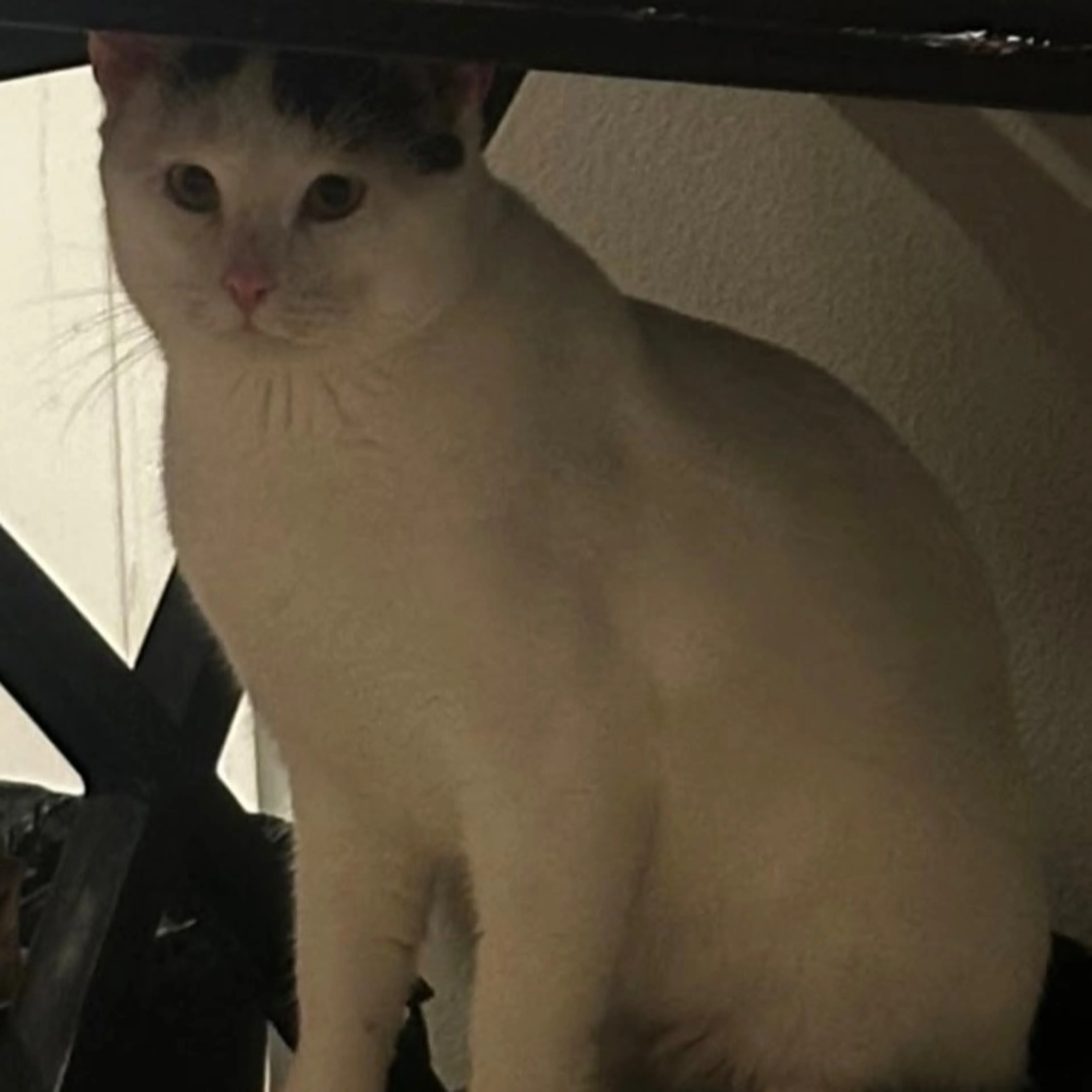 Lost pet-0