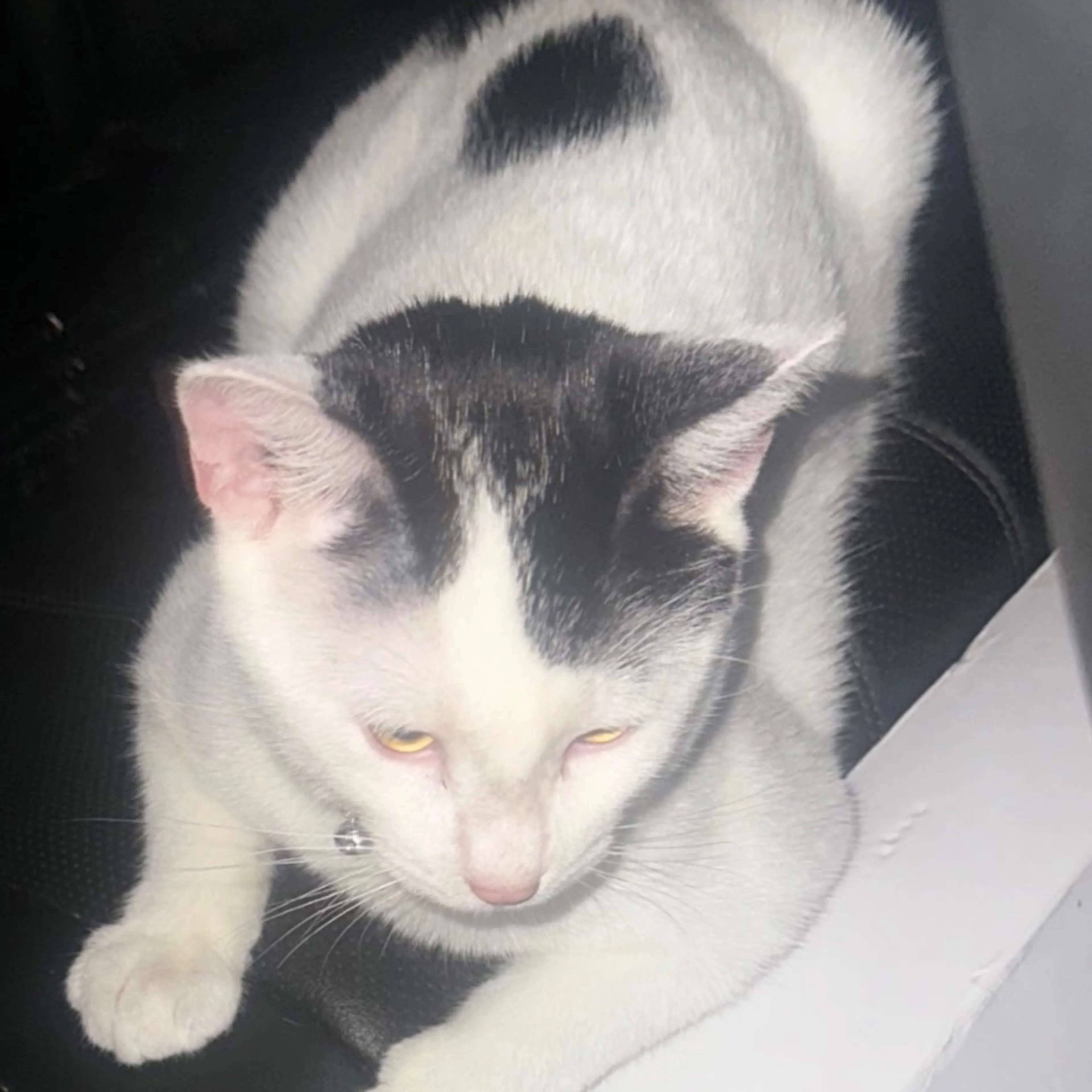 Lost pet-1