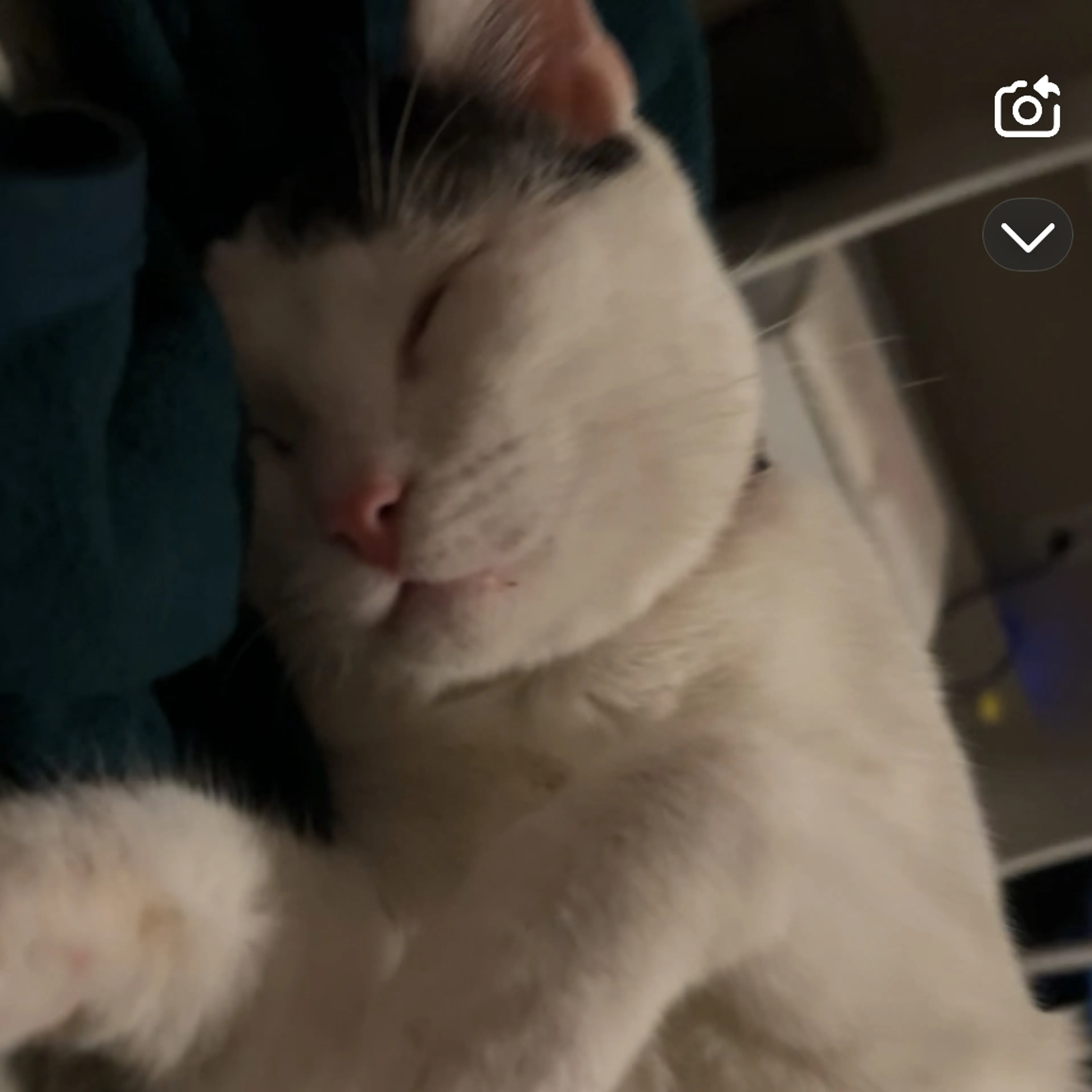 Lost pet-3