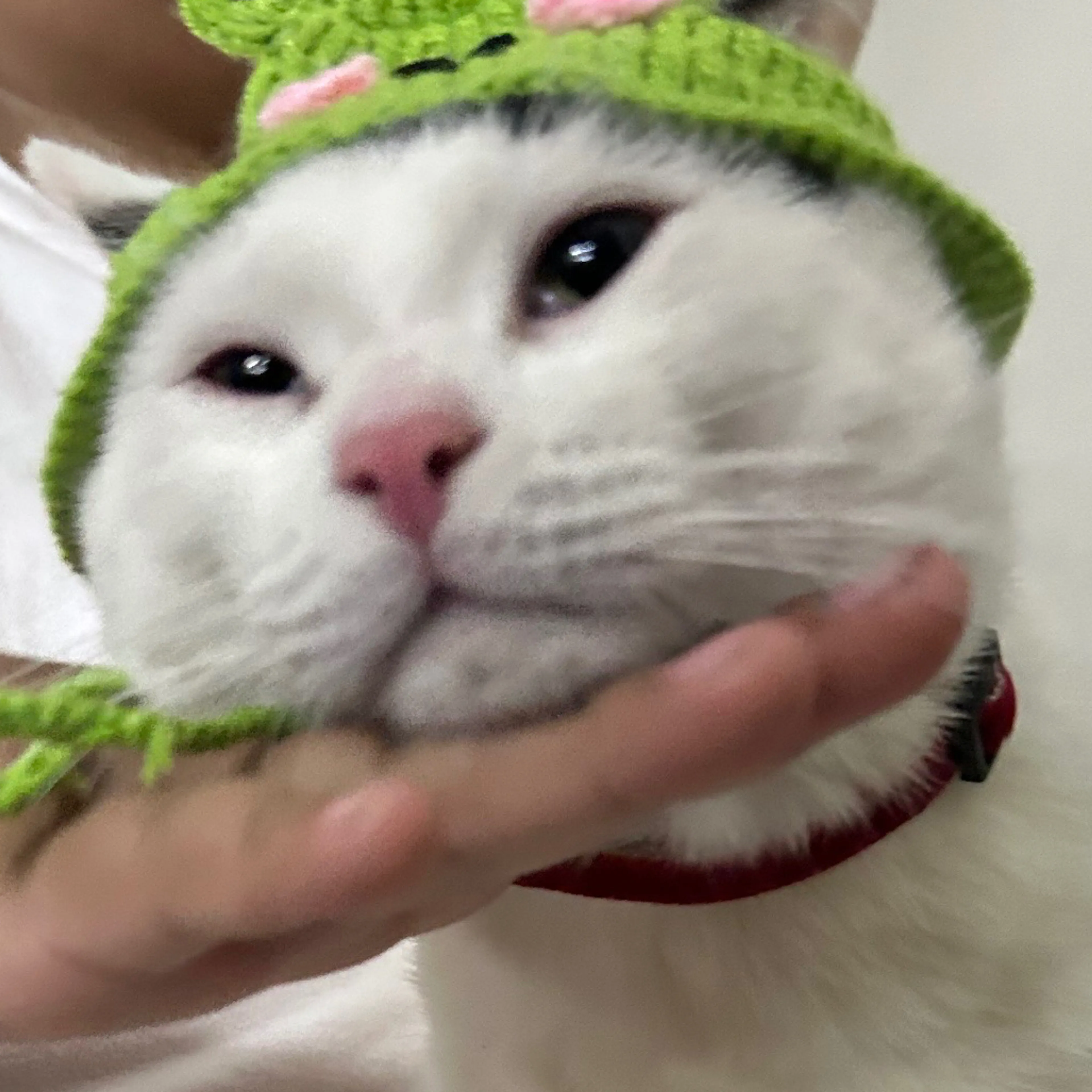 Lost pet-2