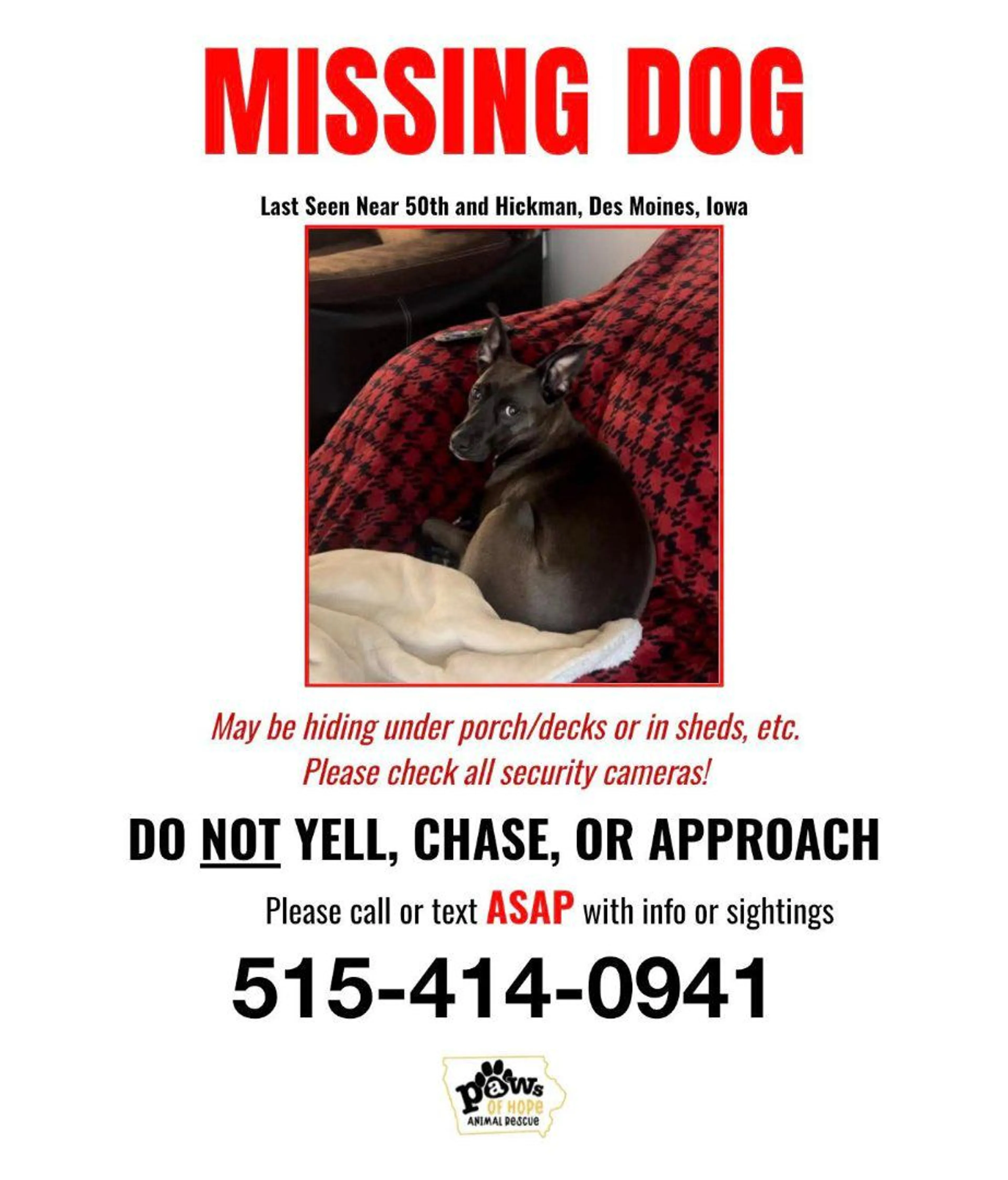 Lost pet