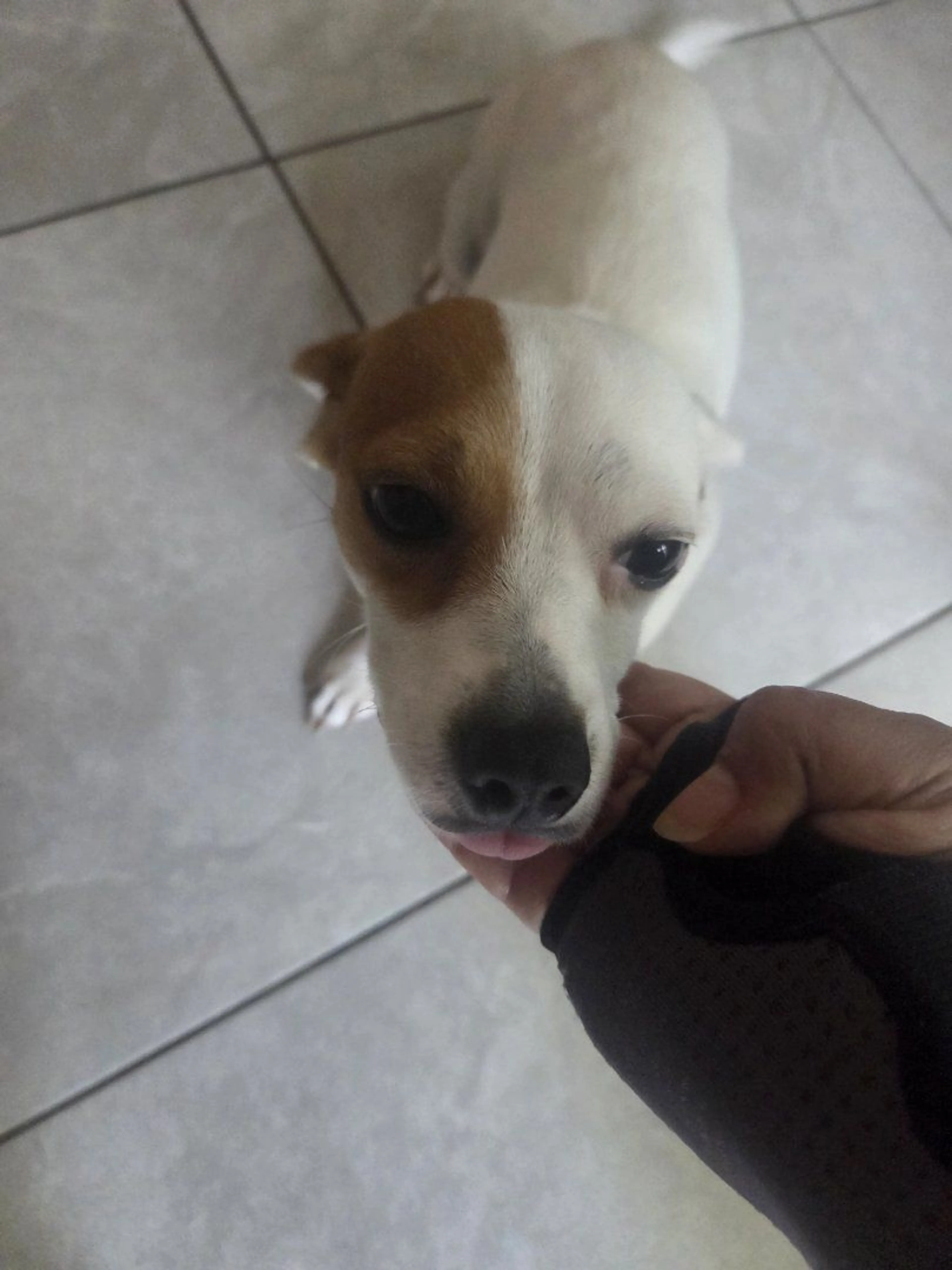 Lost pet-2
