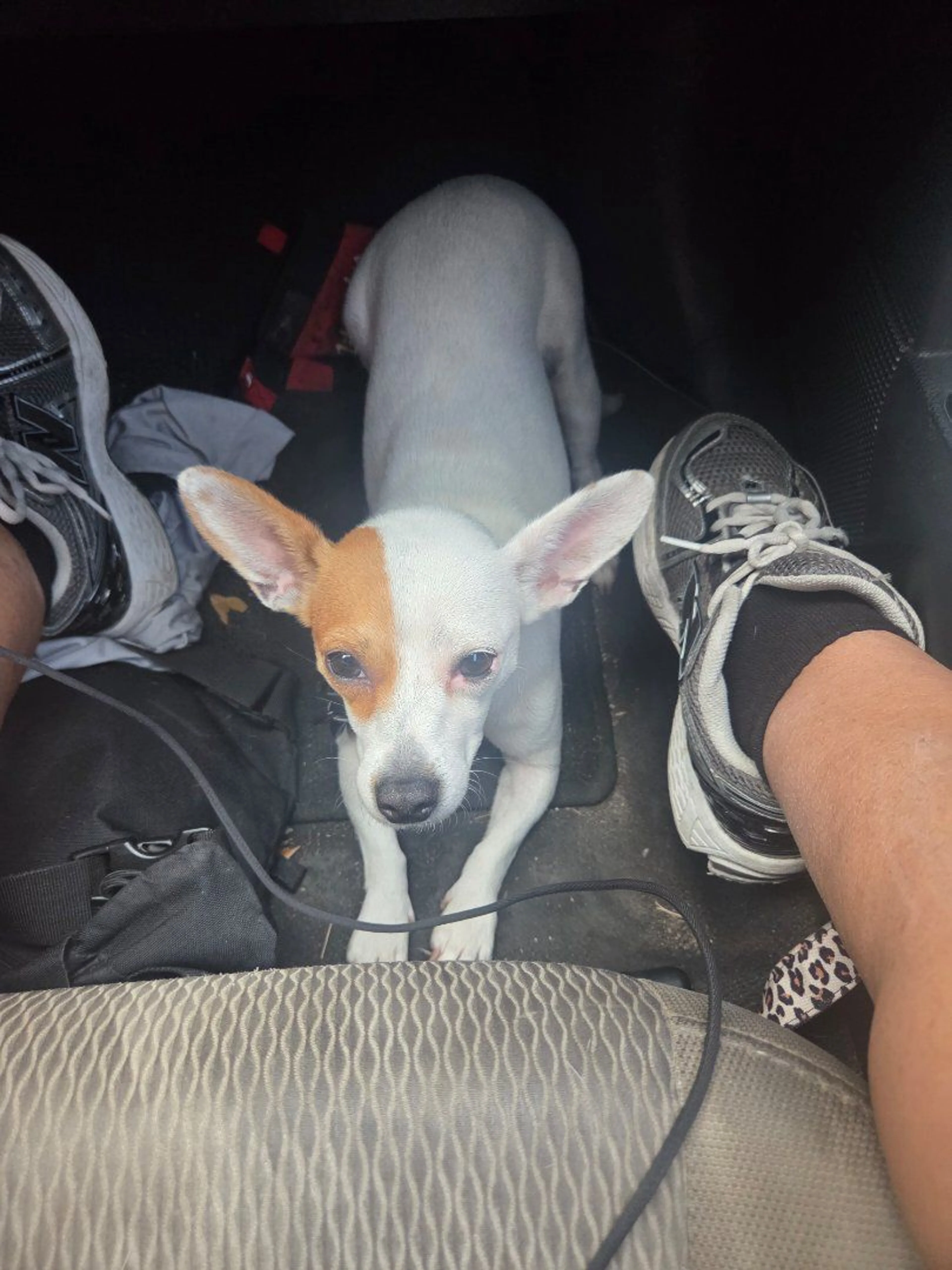Lost pet-1