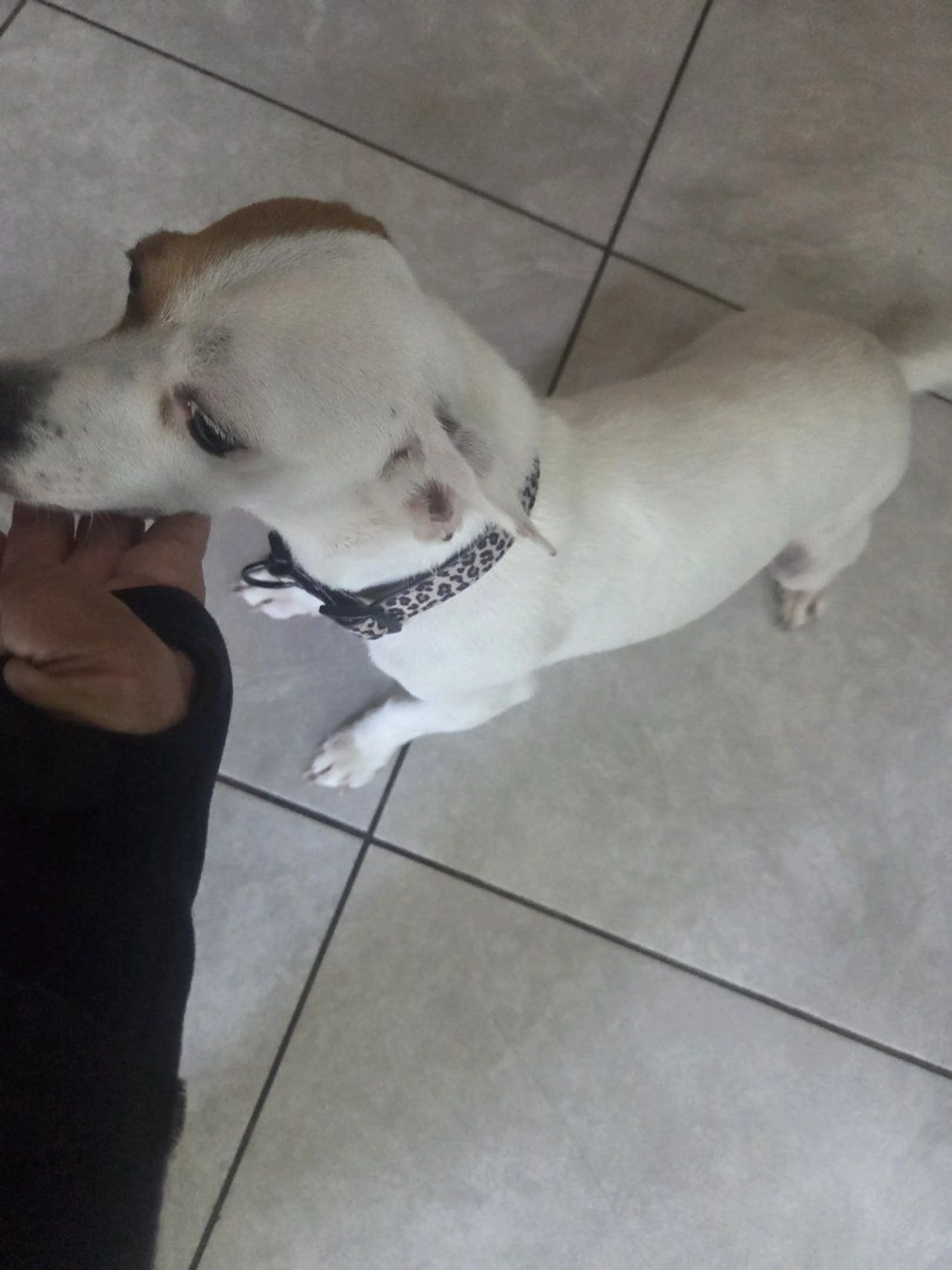 Lost pet-3