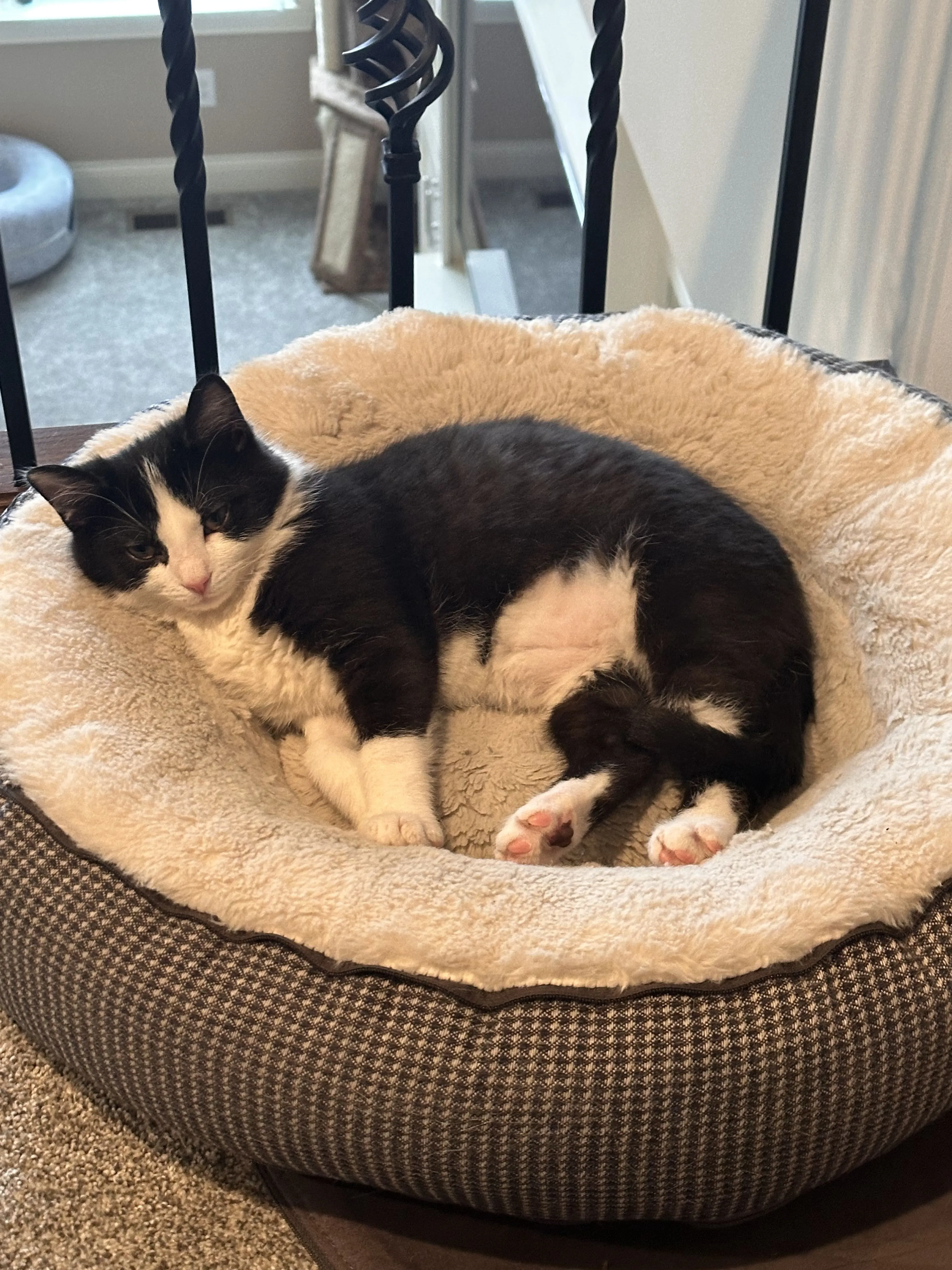 Lost pet-2