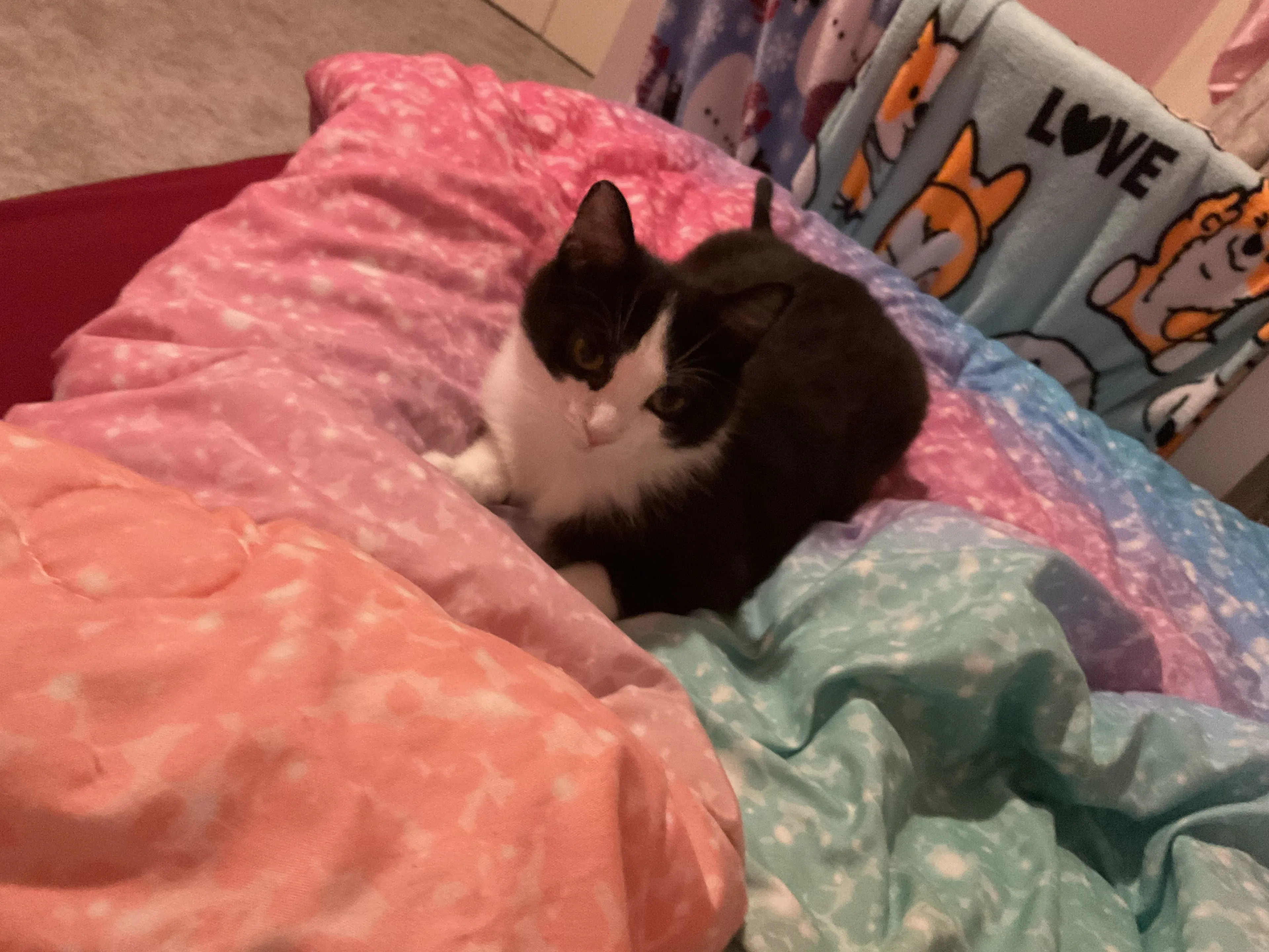 Lost pet-1