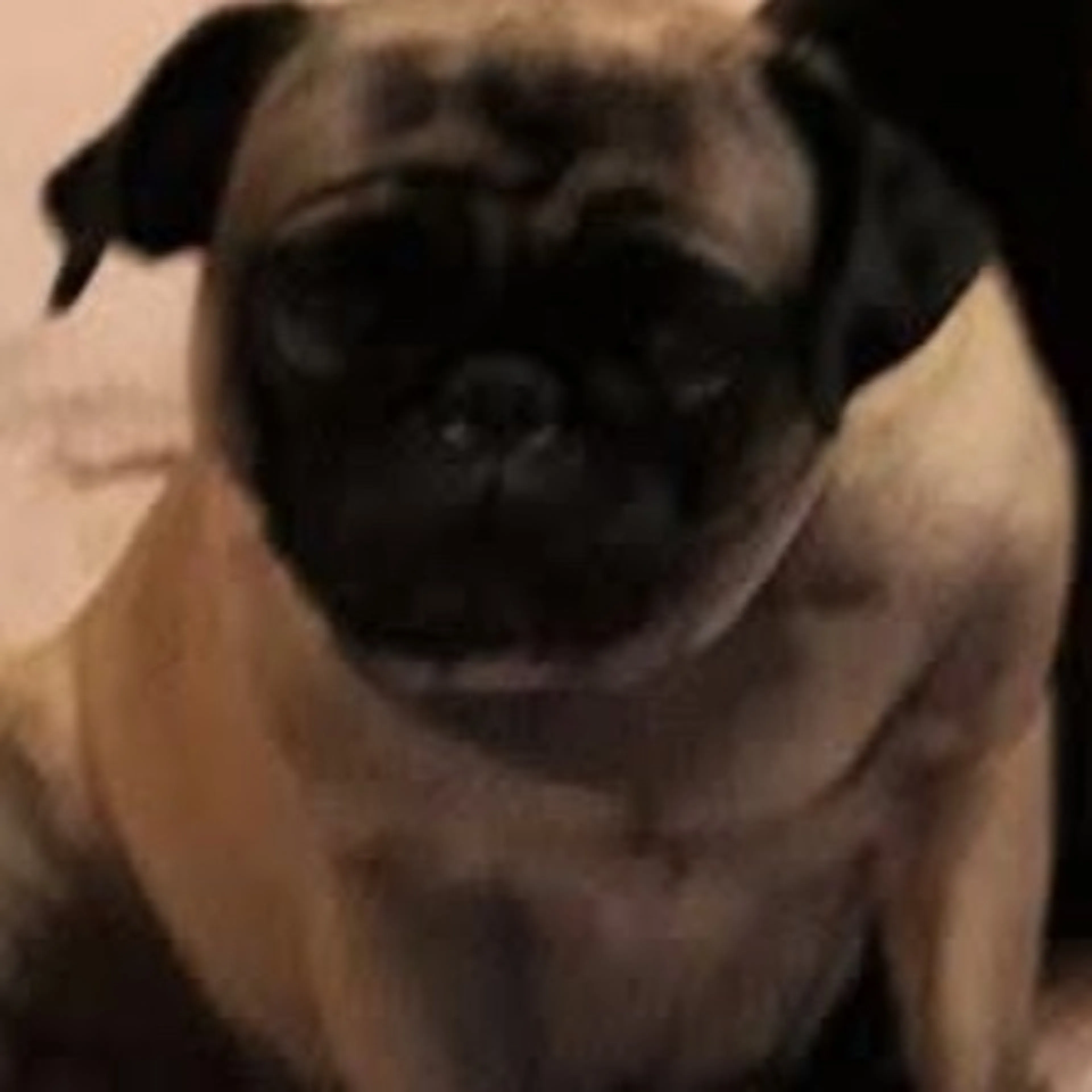 Lost pet