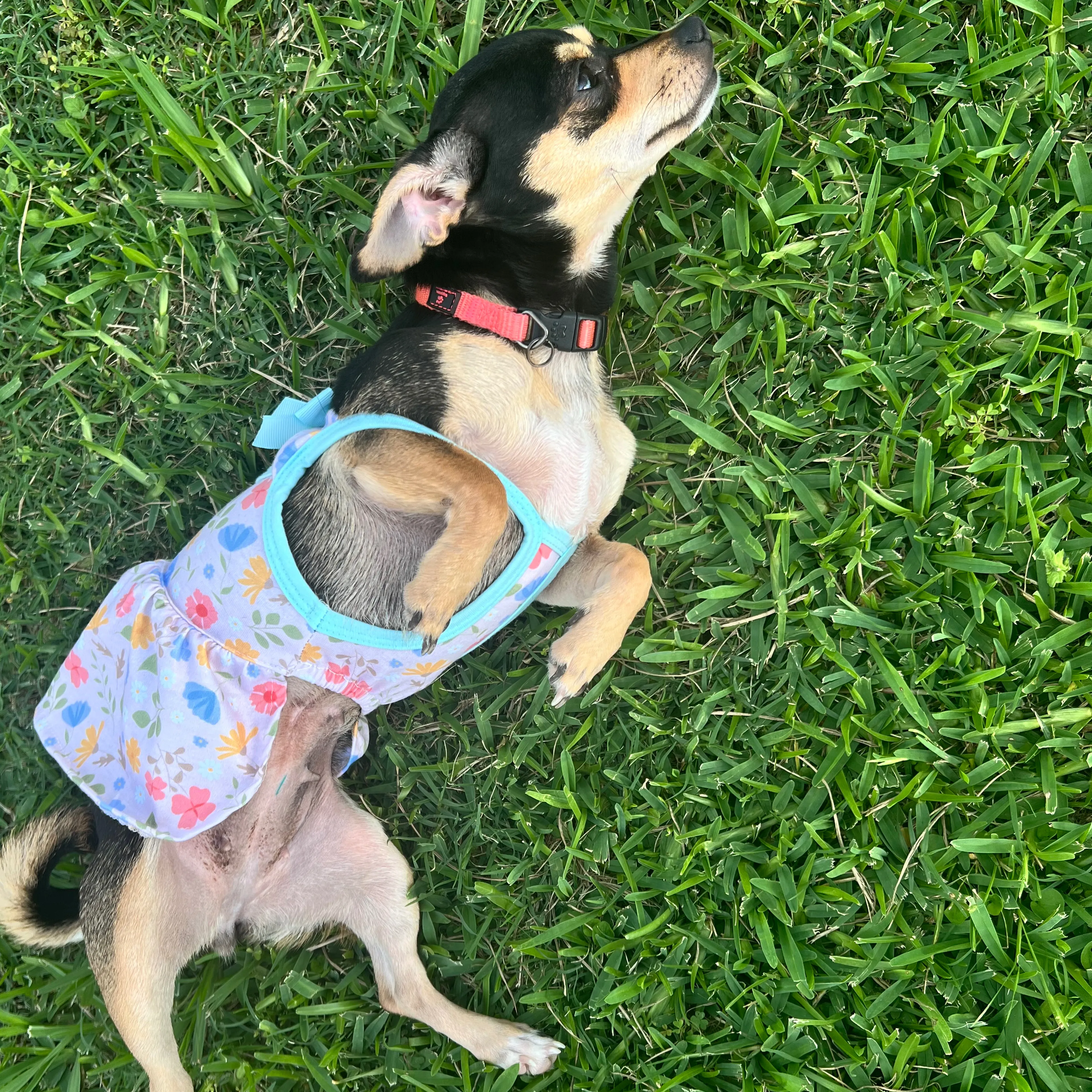 Lost pet-1