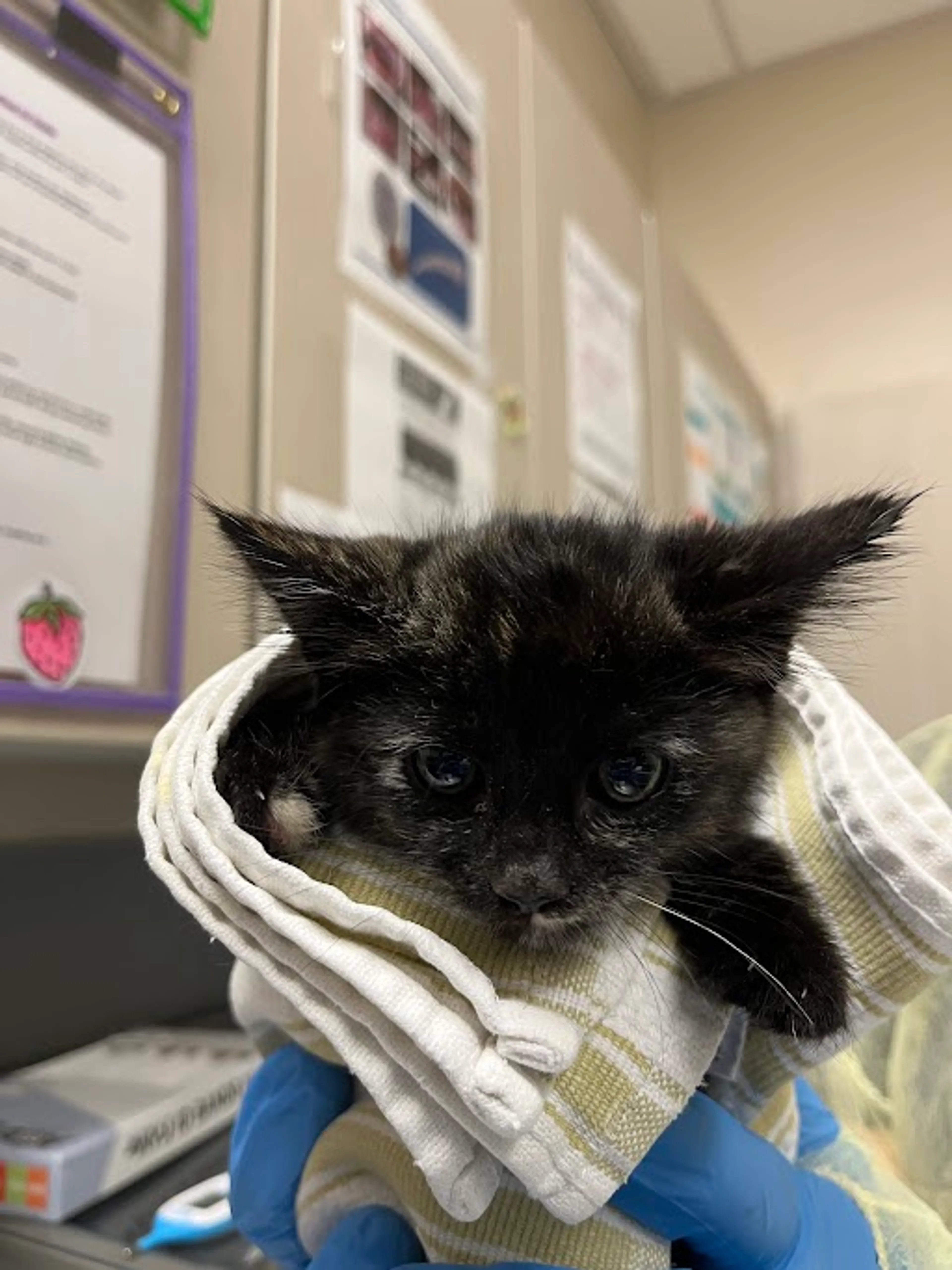Found pet