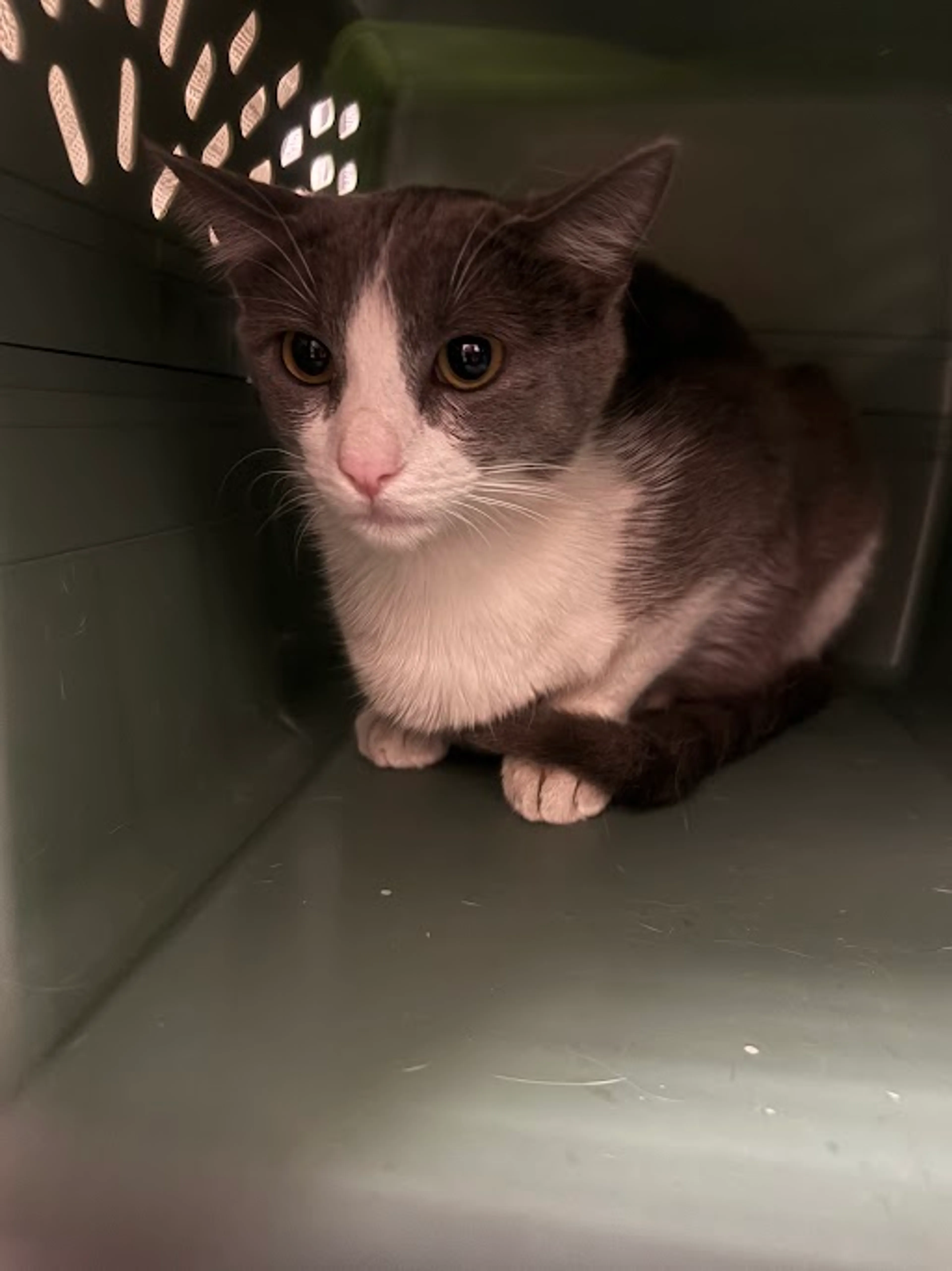 Found pet