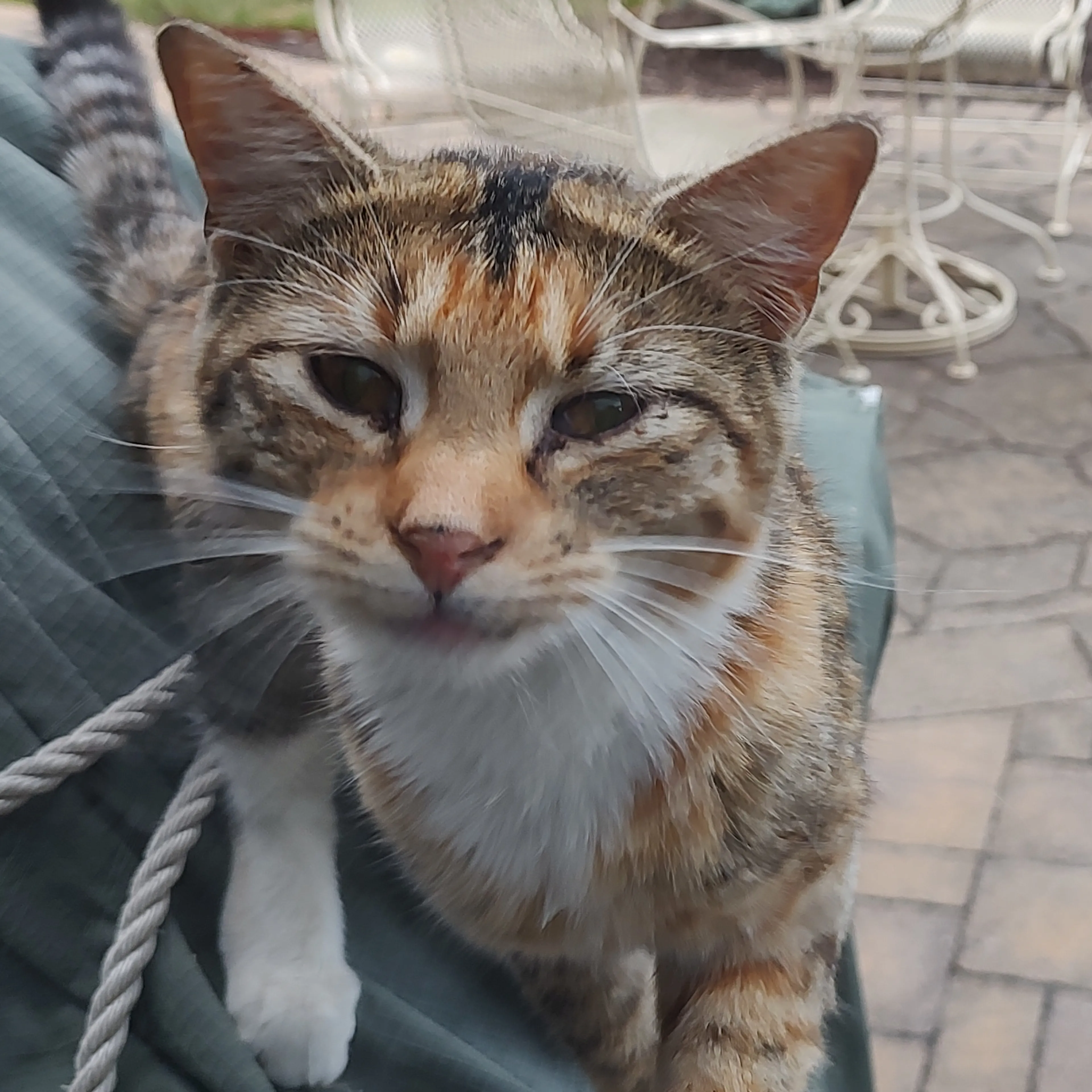 Found pet-1