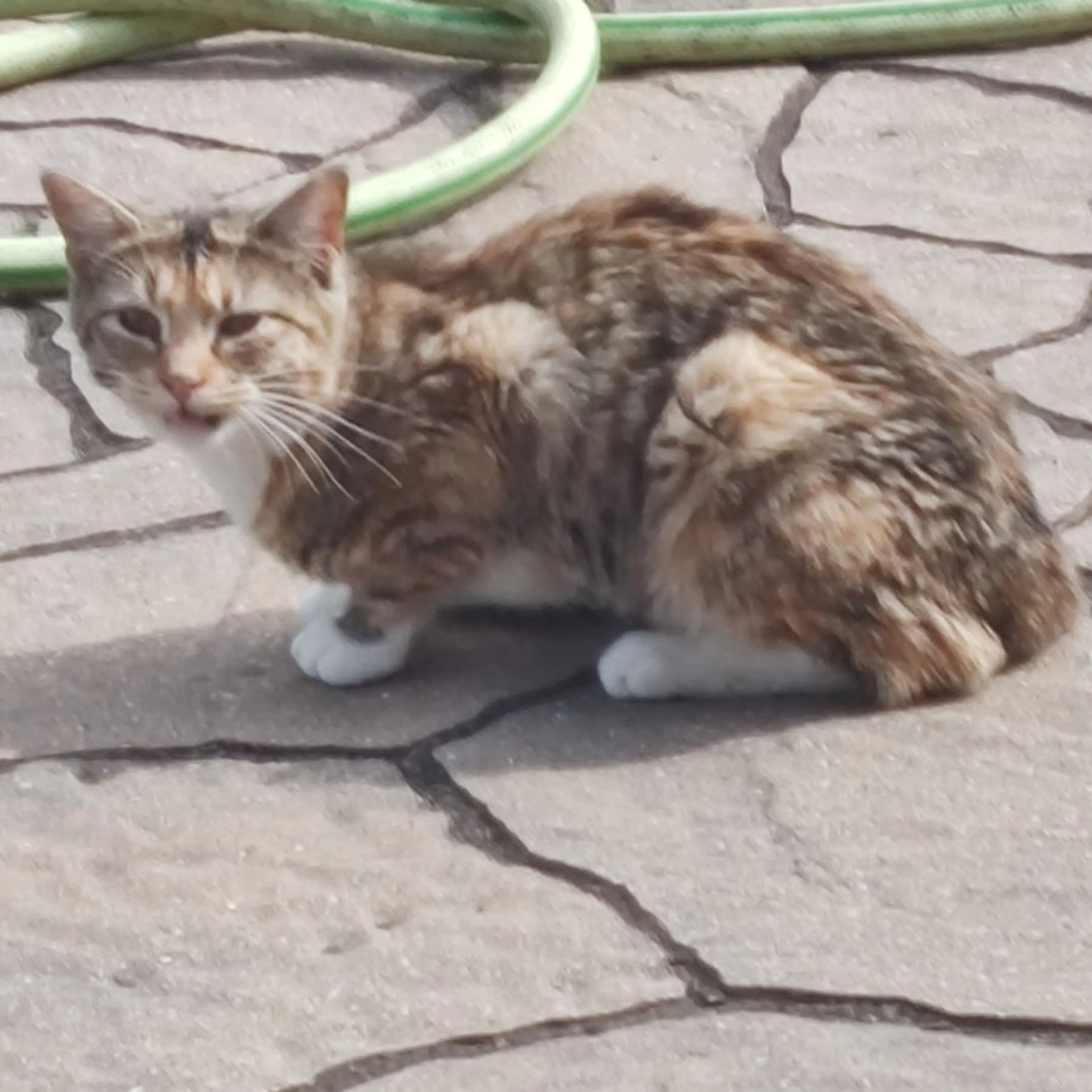 Found pet-0