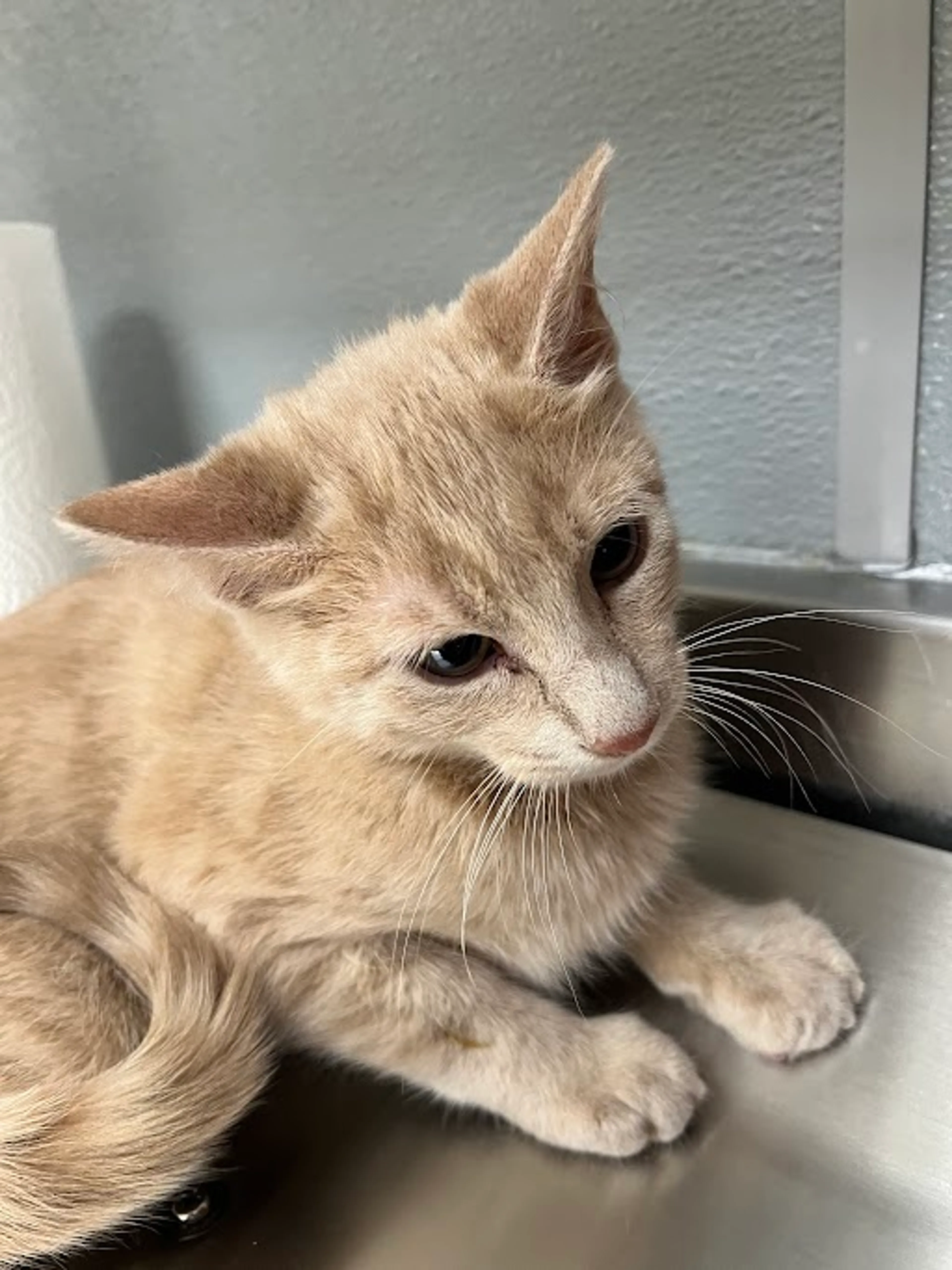 Found pet