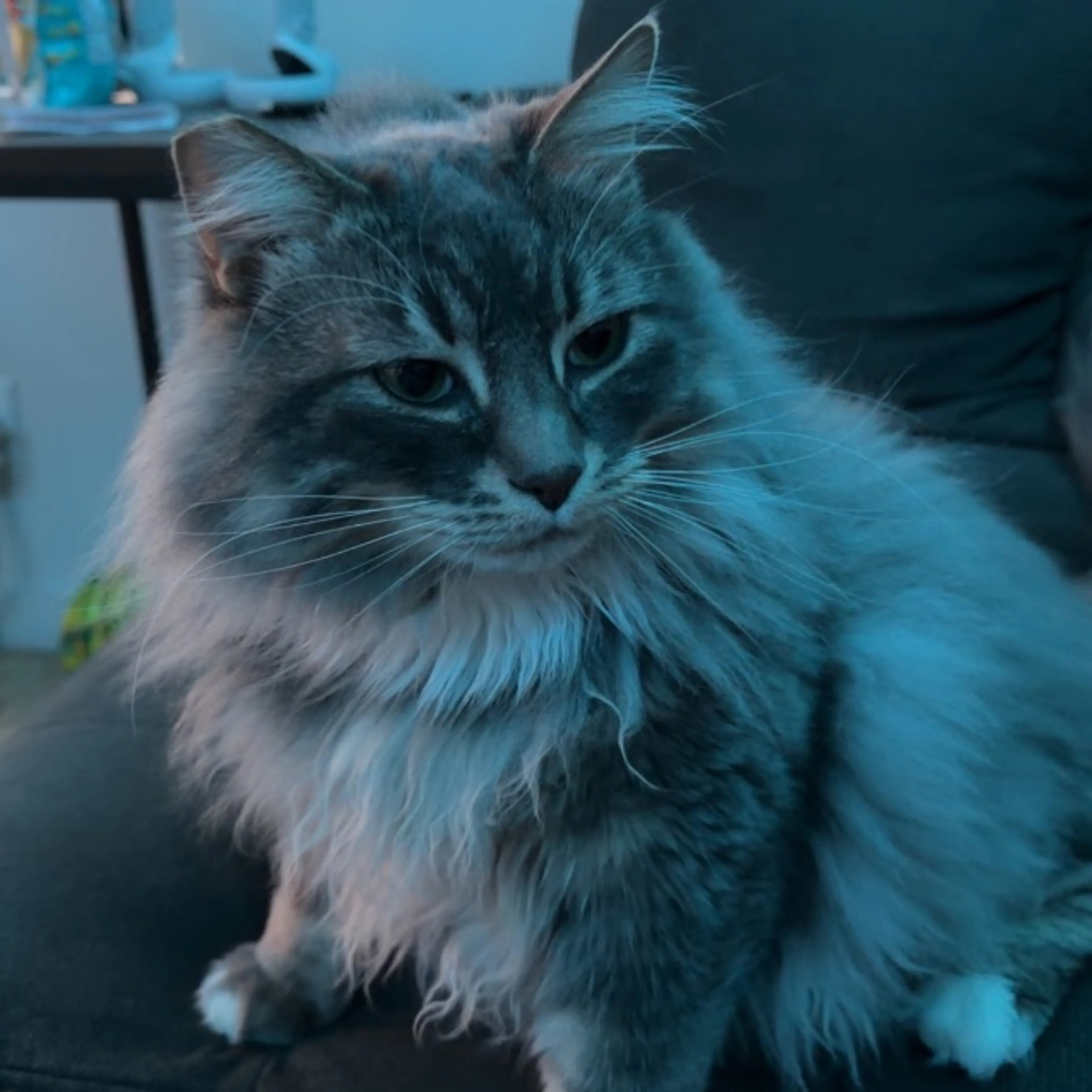 Lost pet-0