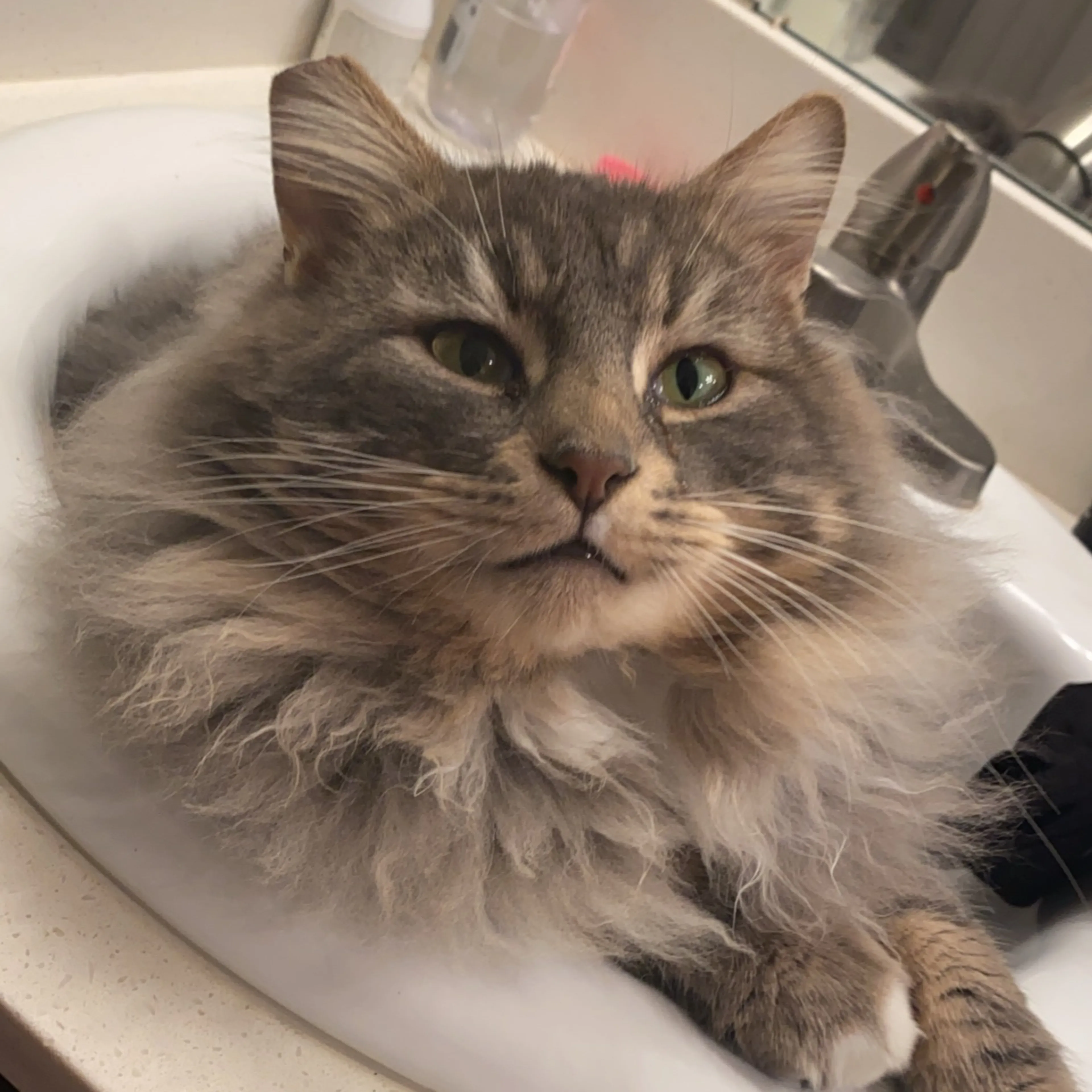 Lost pet-2