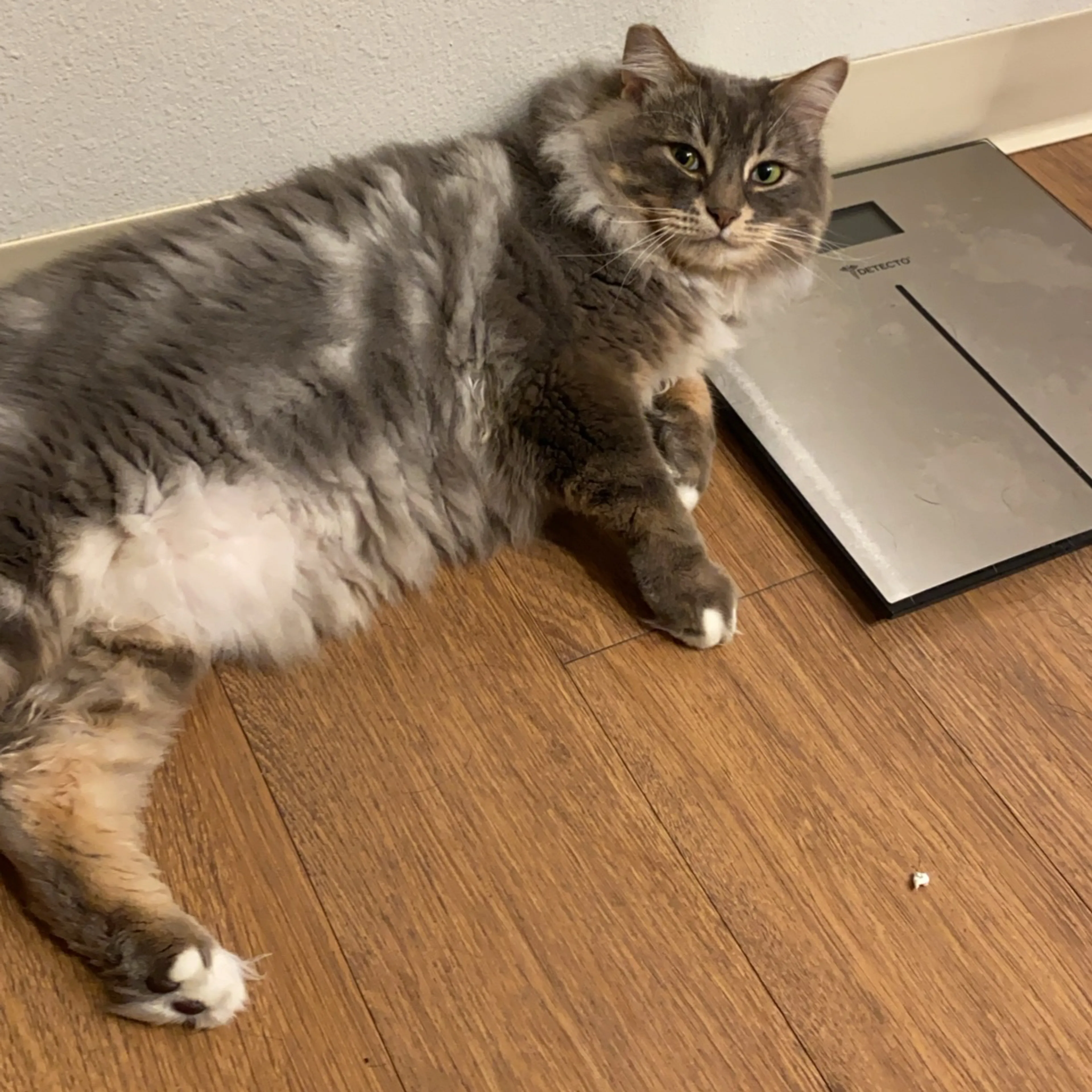 Lost pet-1