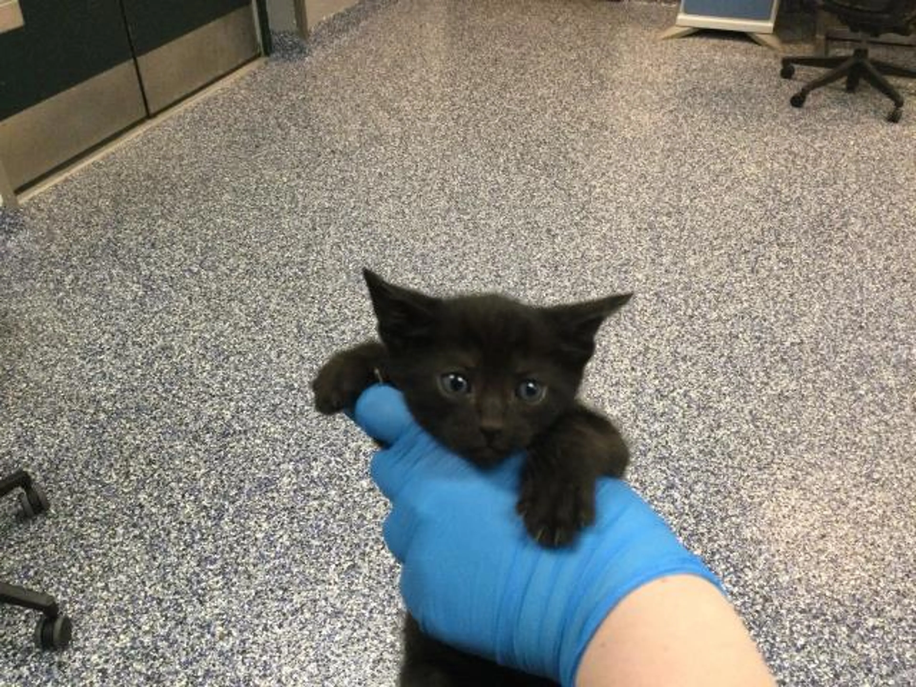 Found pet