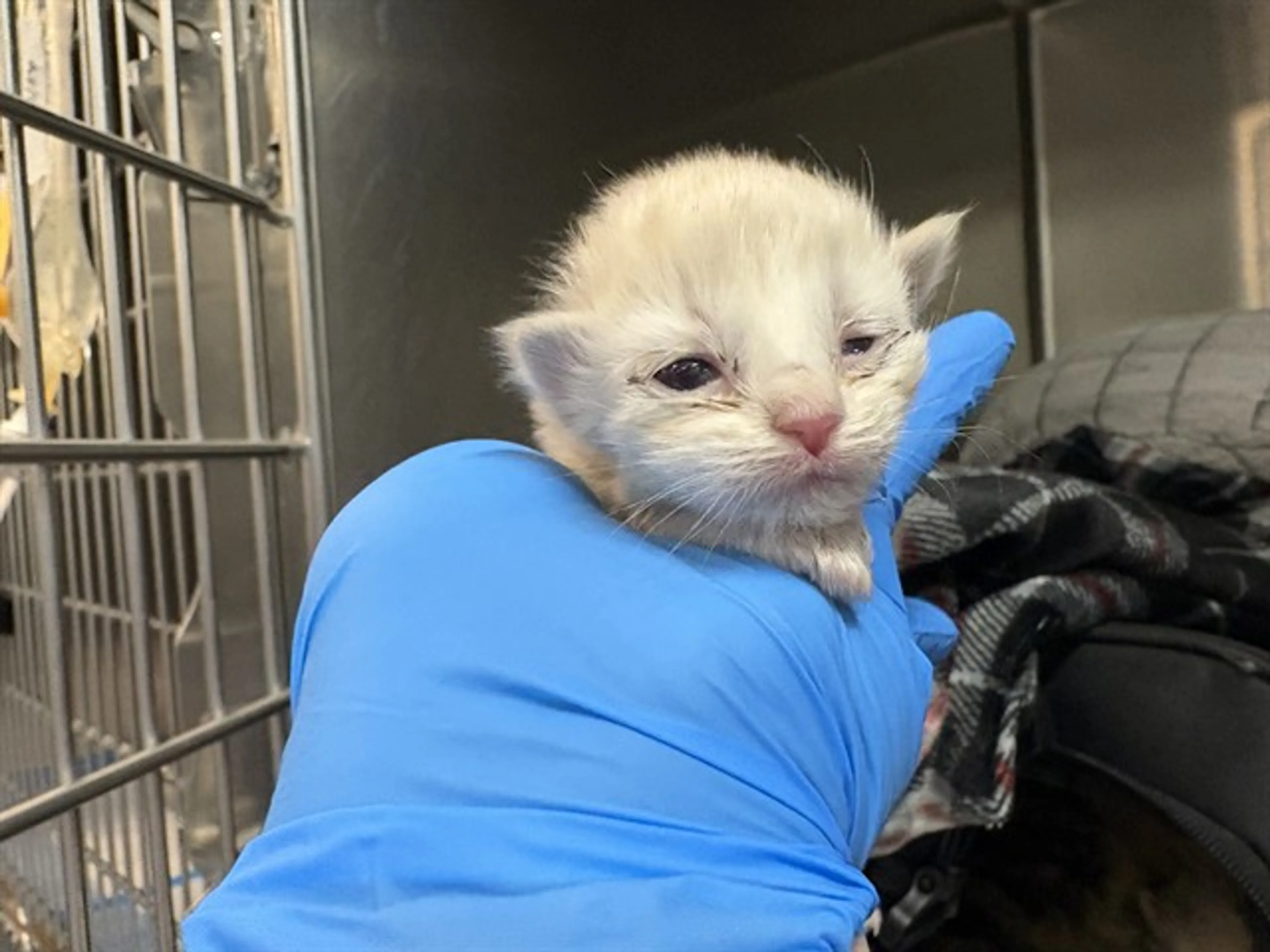 Found pet