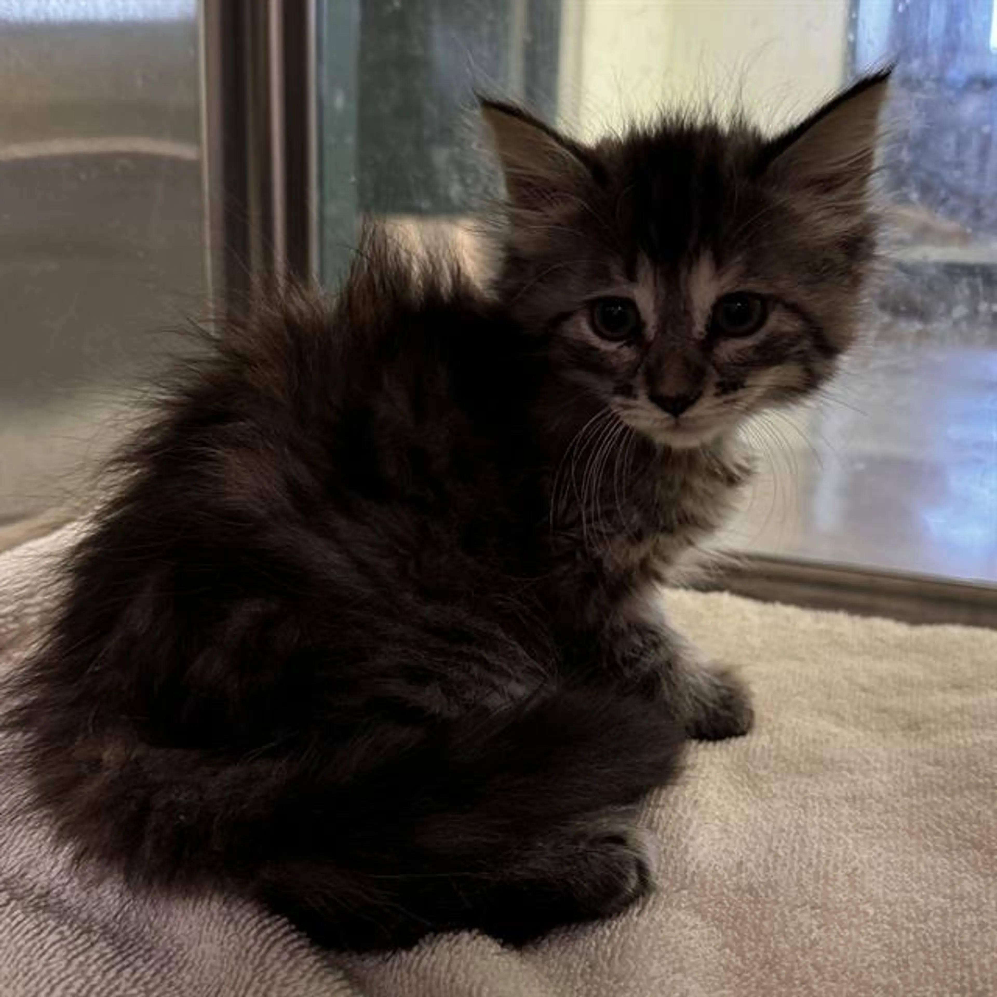 Found pet