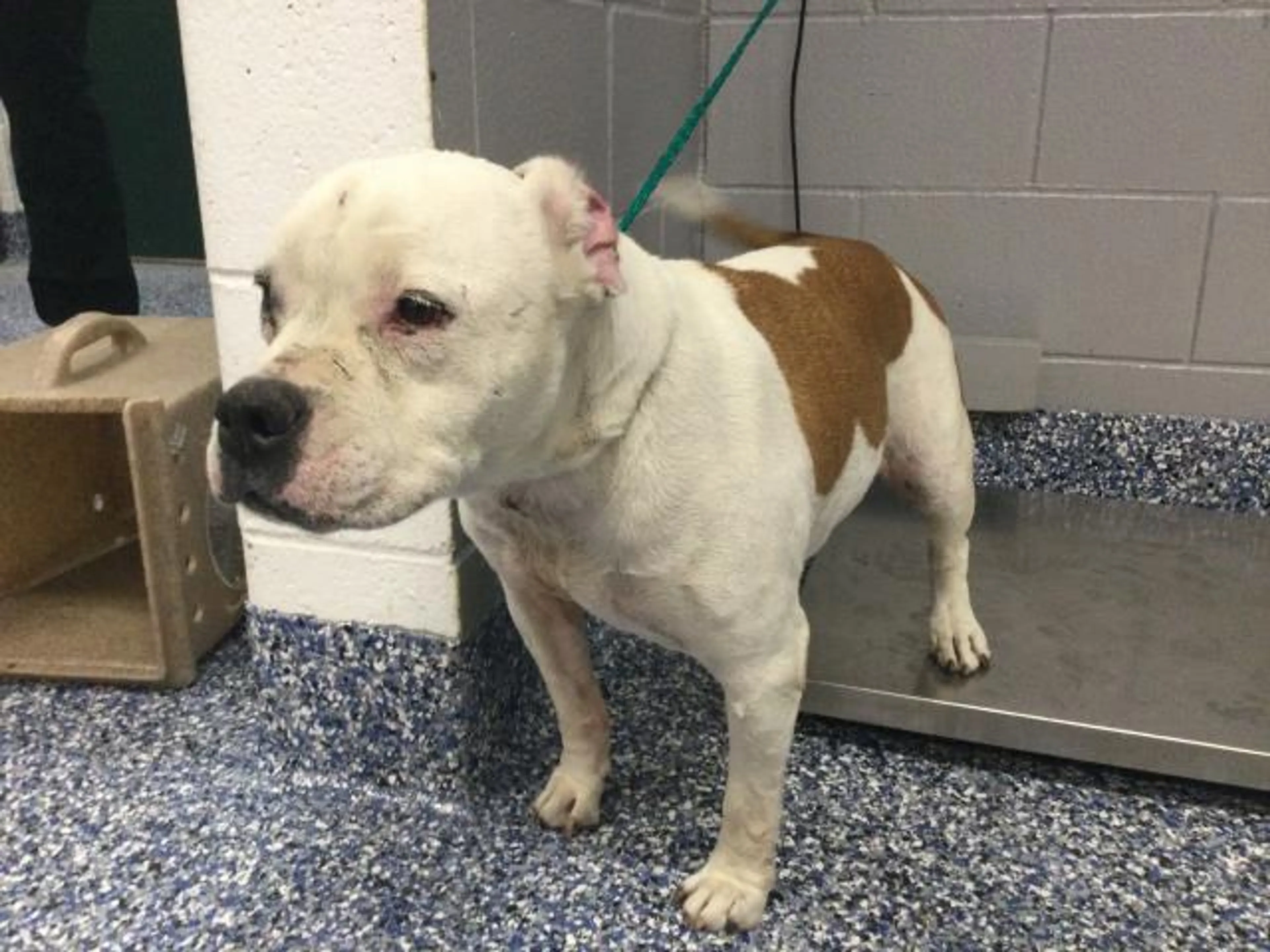 Found pet
