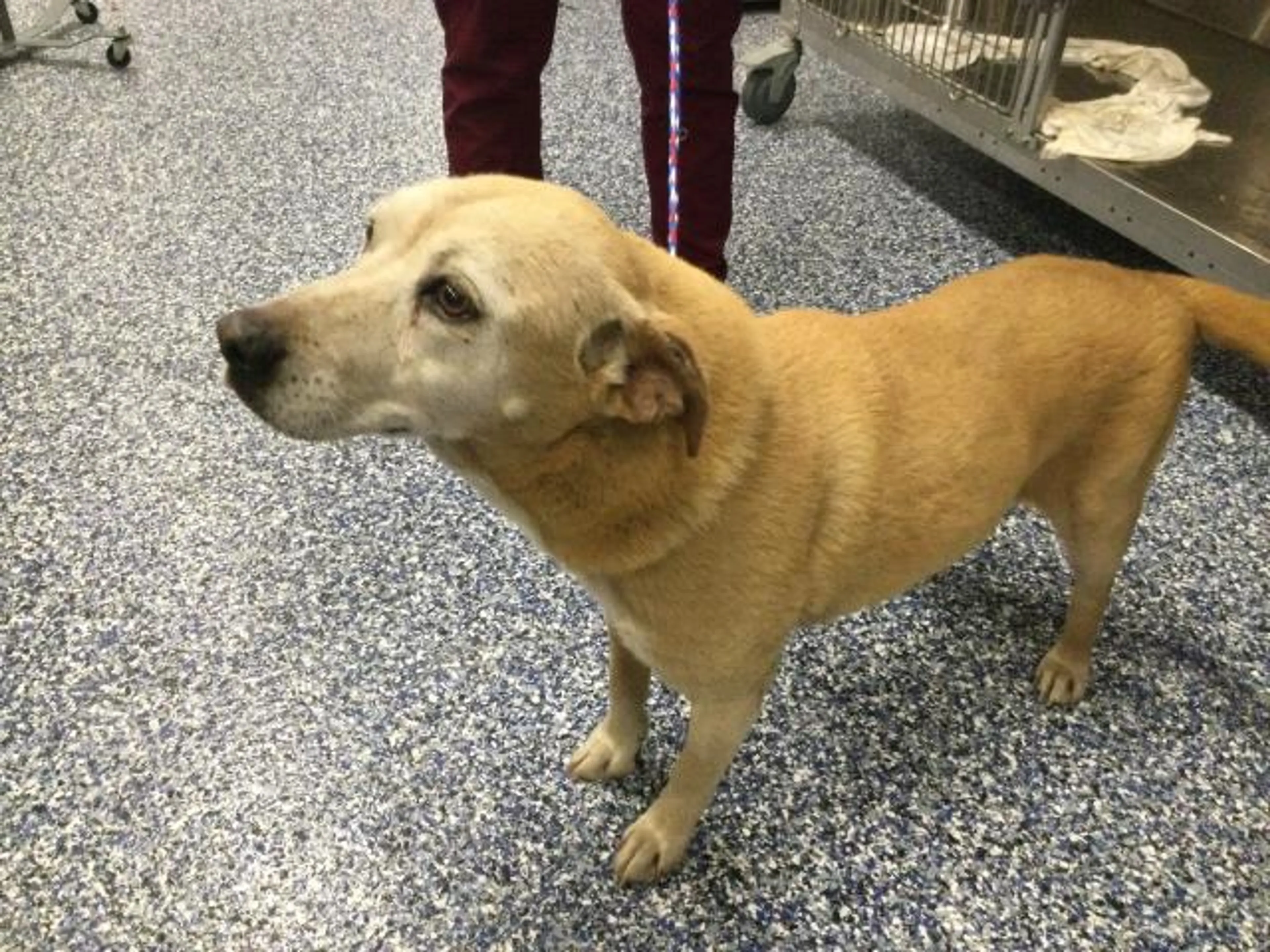 Found pet