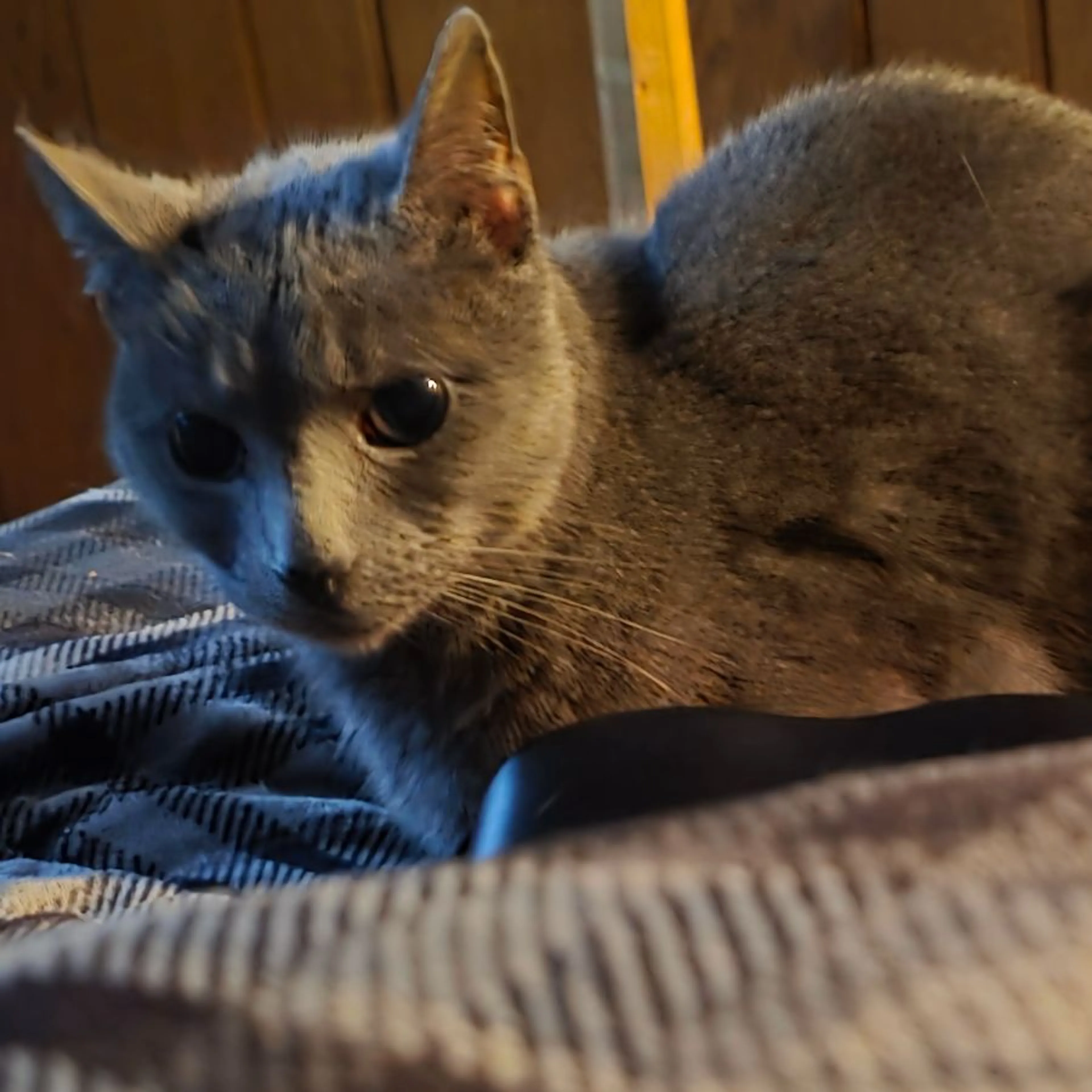 Found pet