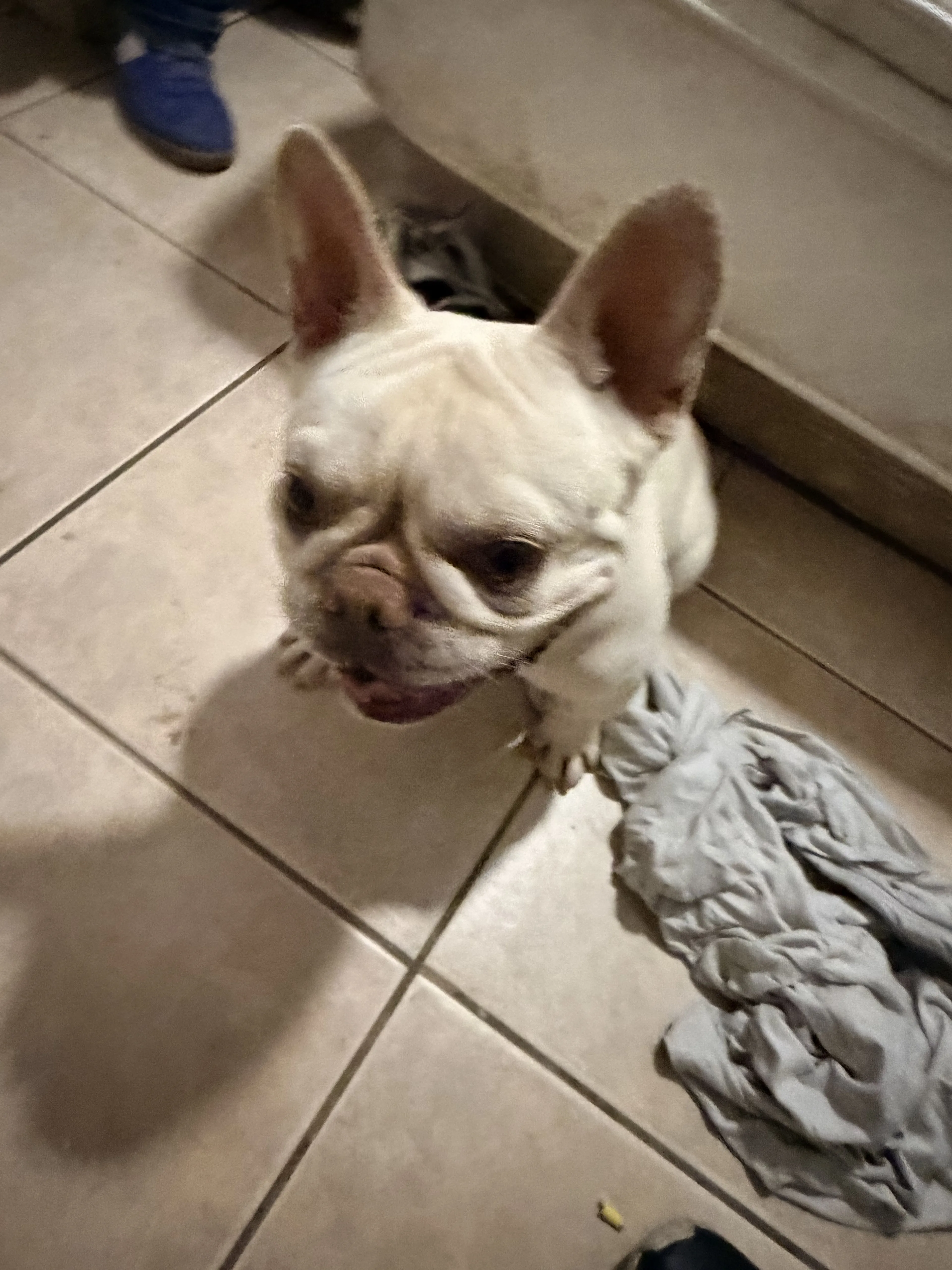 Lost pet-0
