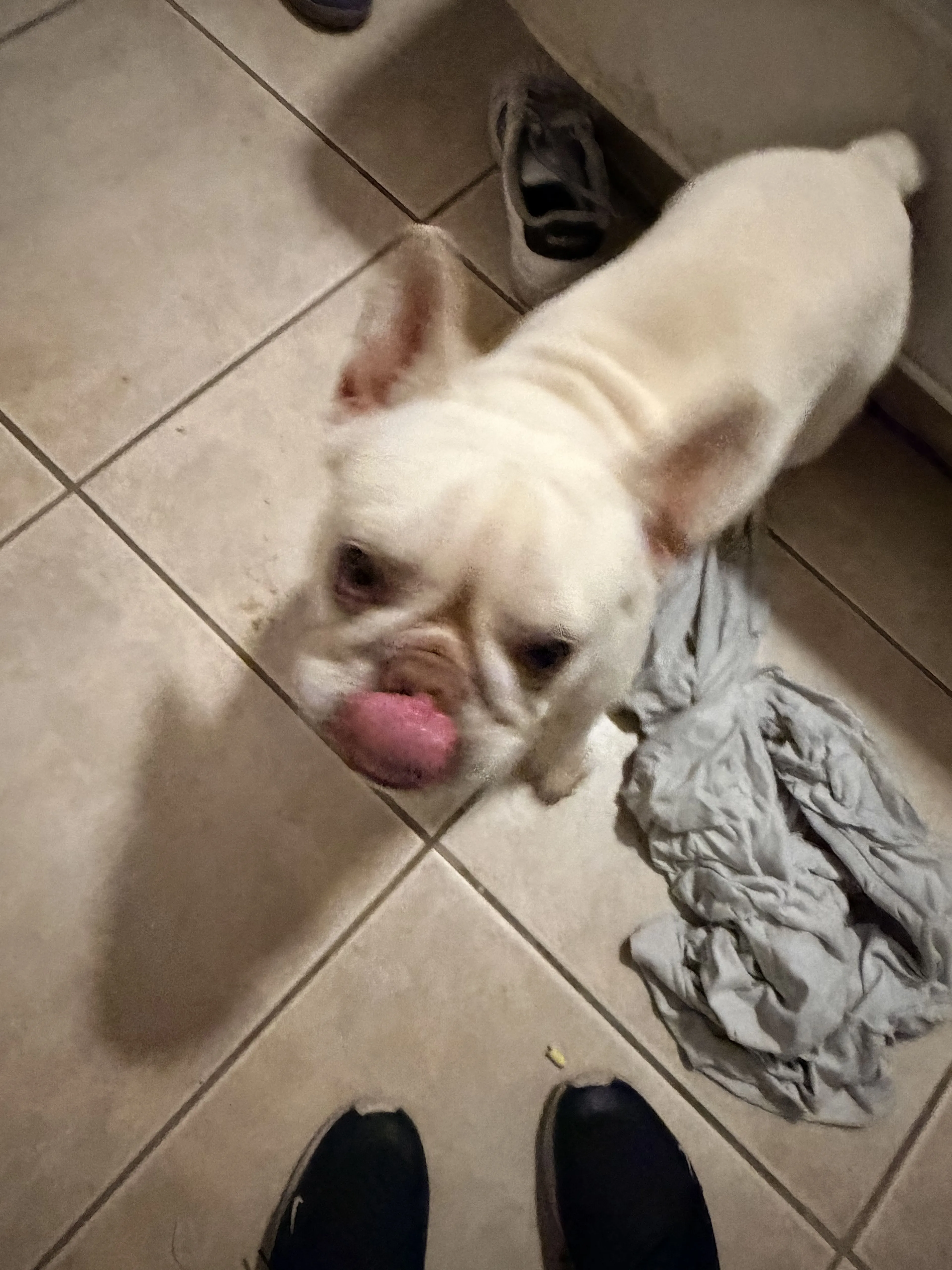 Lost pet-1