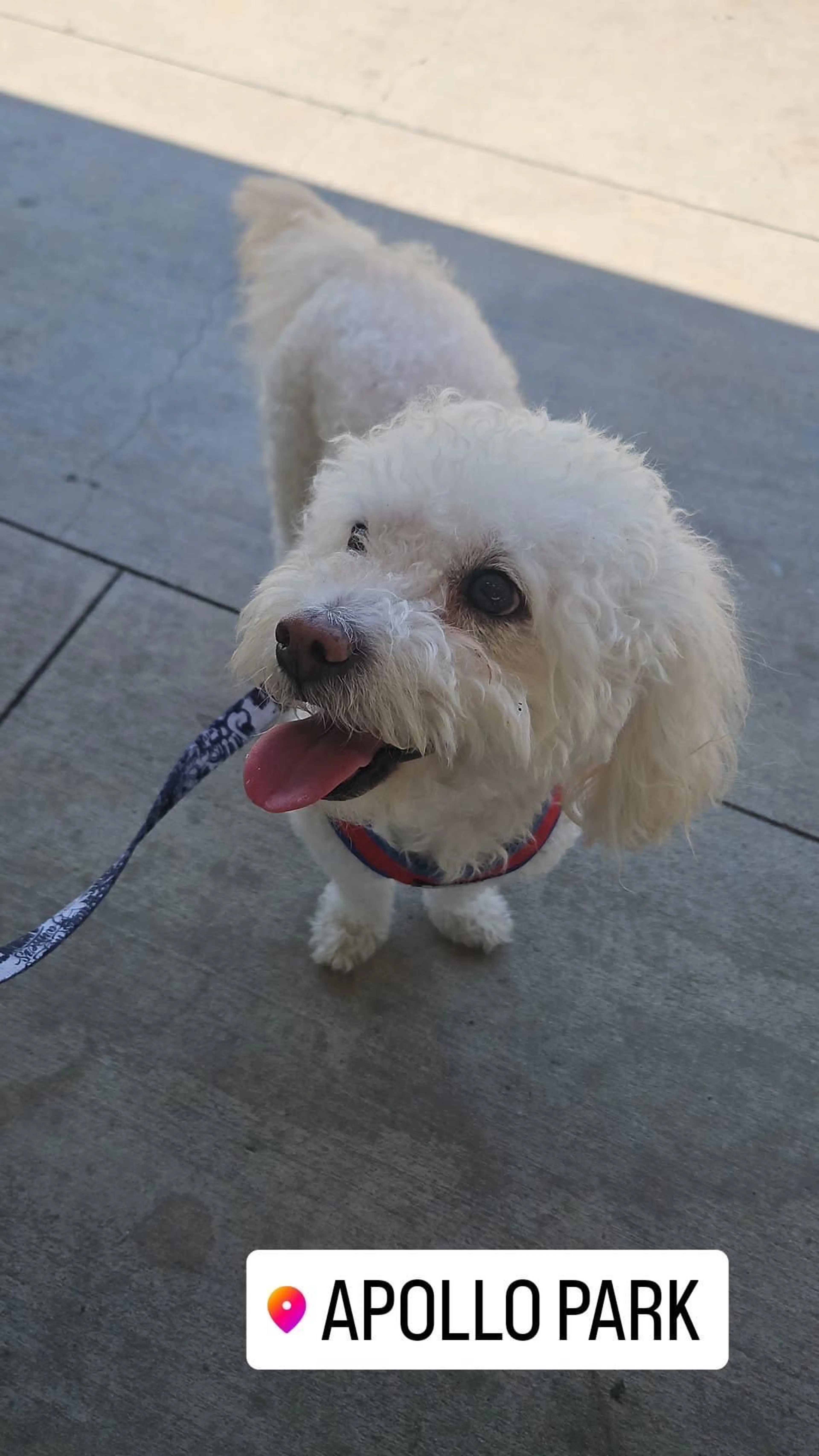 Lost pet