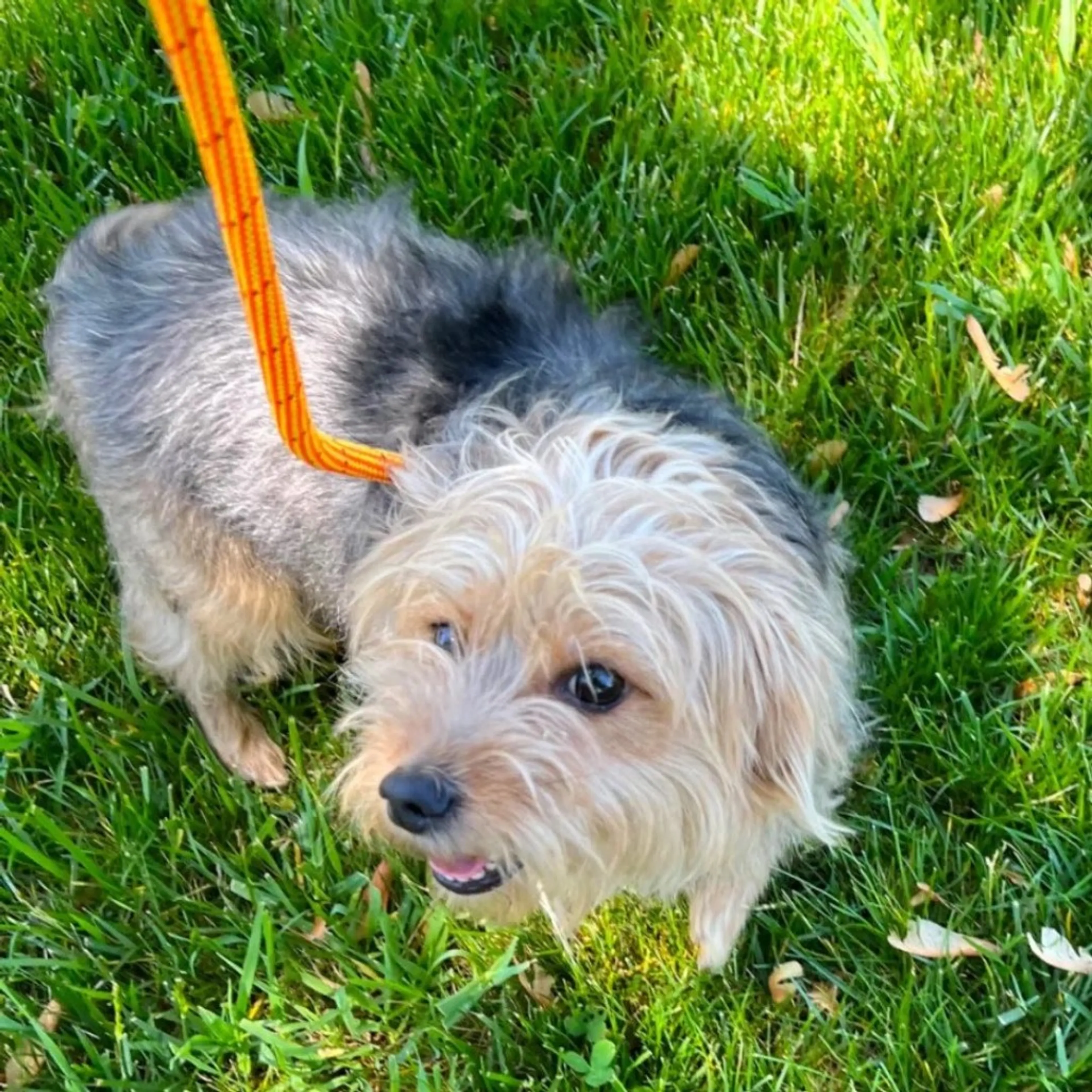 Found pet