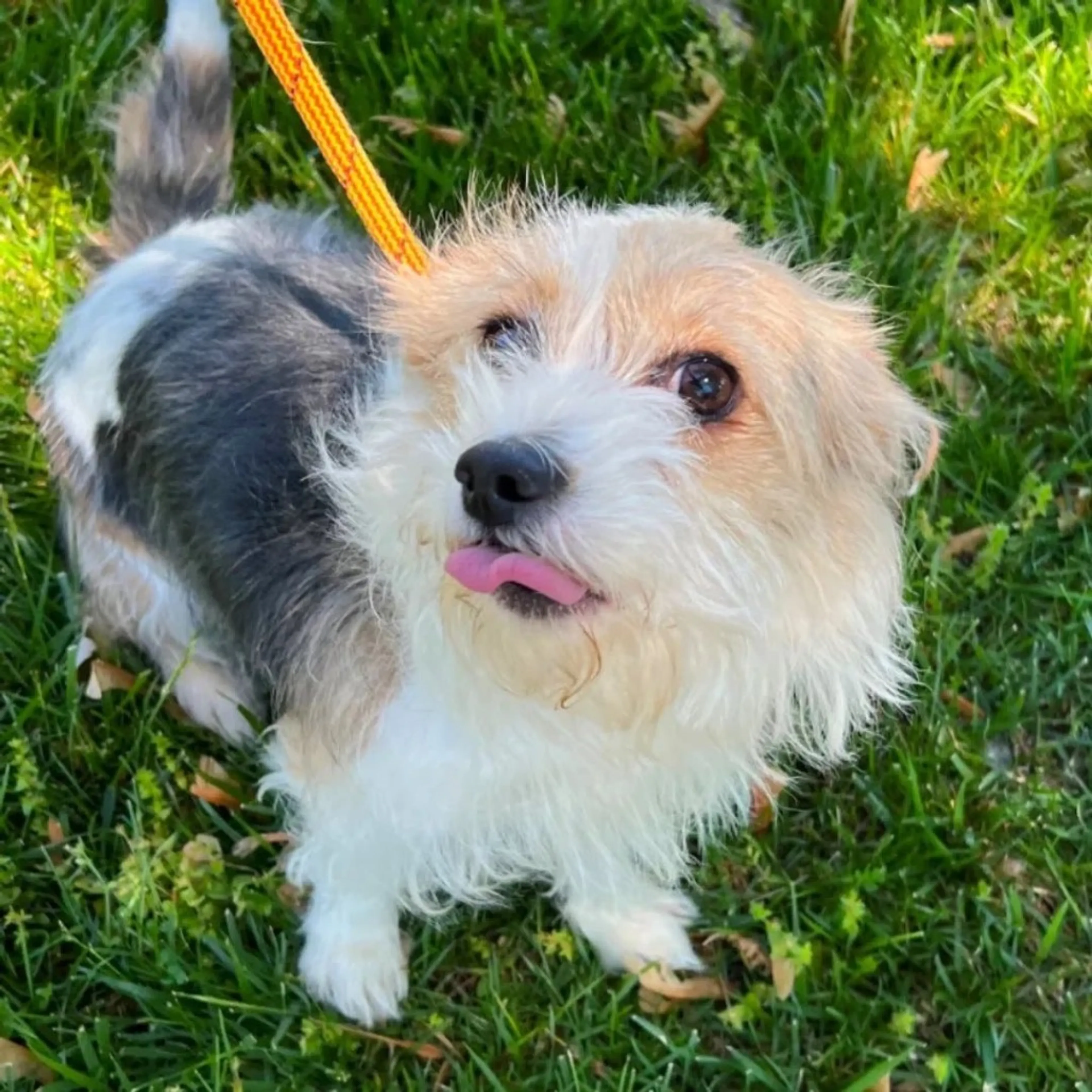 Found pet
