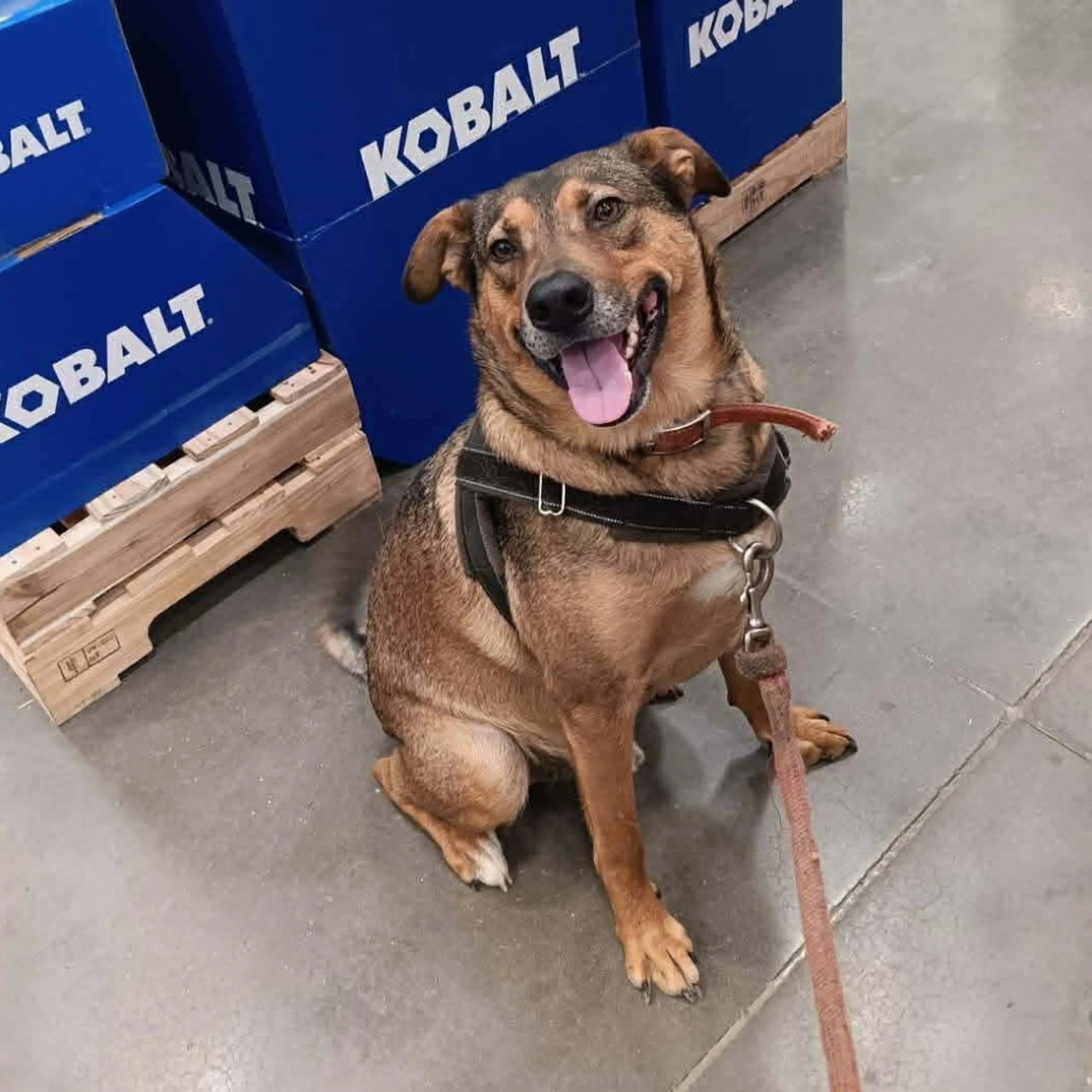 Found pet