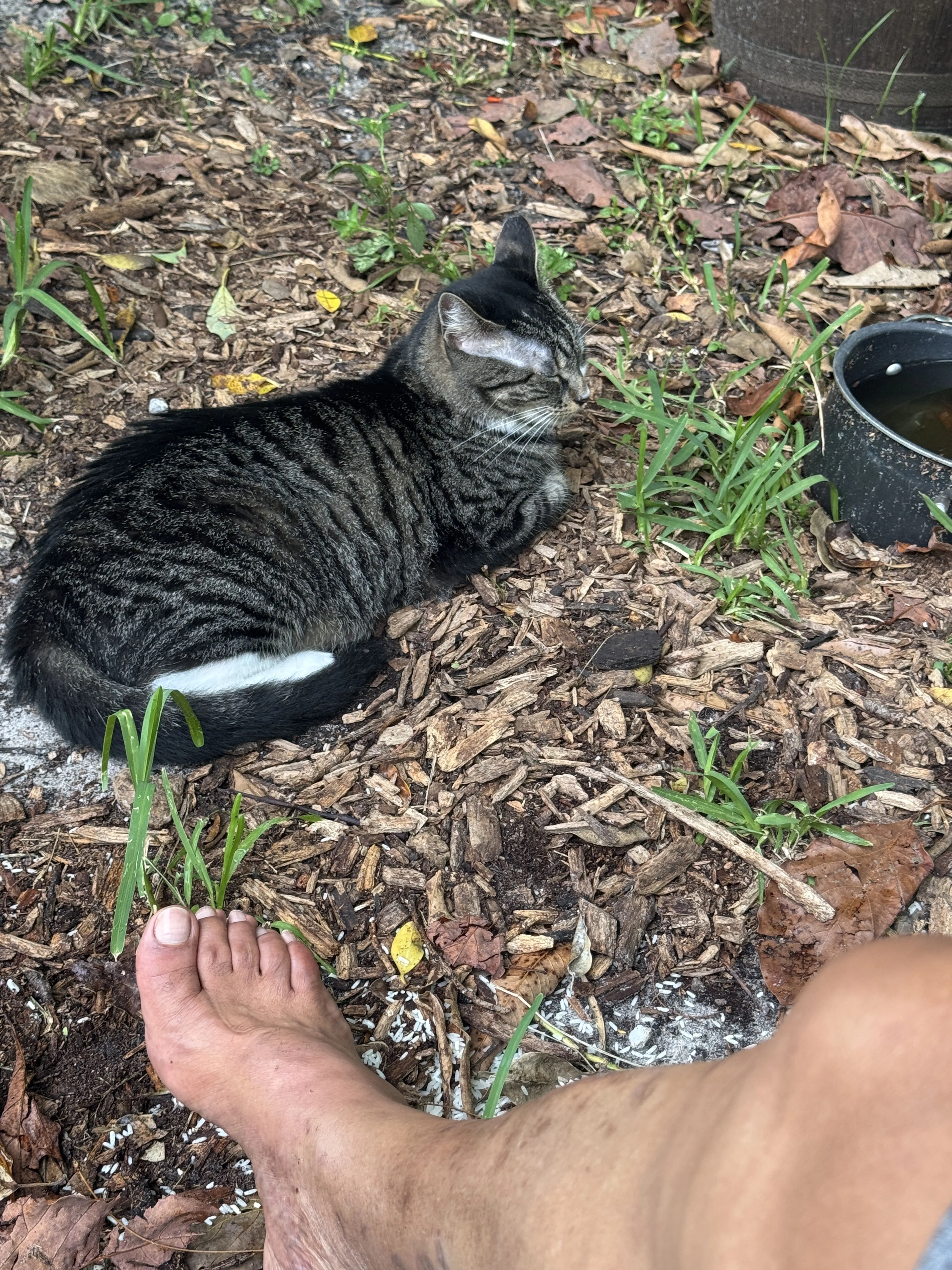 Lost pet-0
