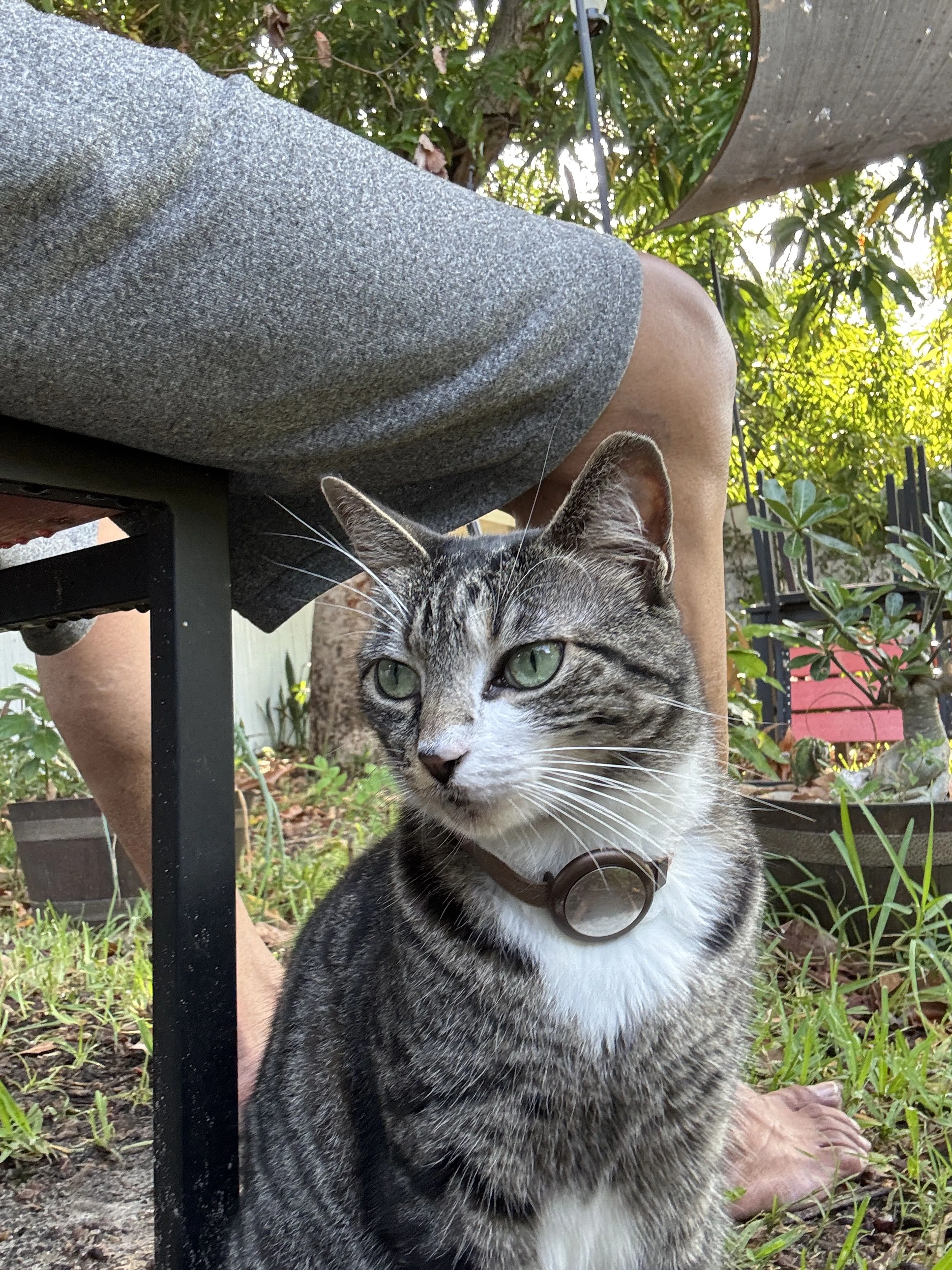 Lost pet-1
