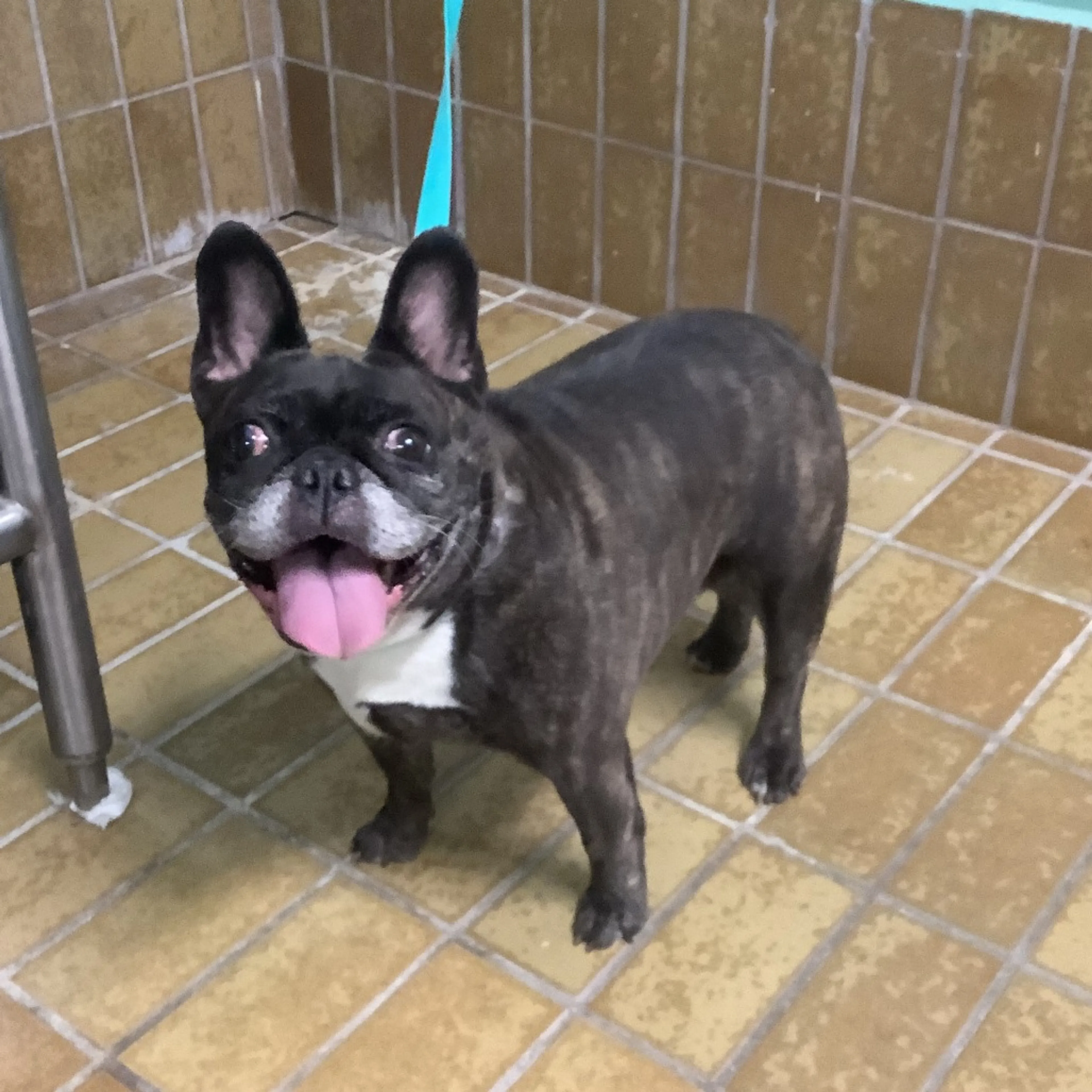 Found pet-1