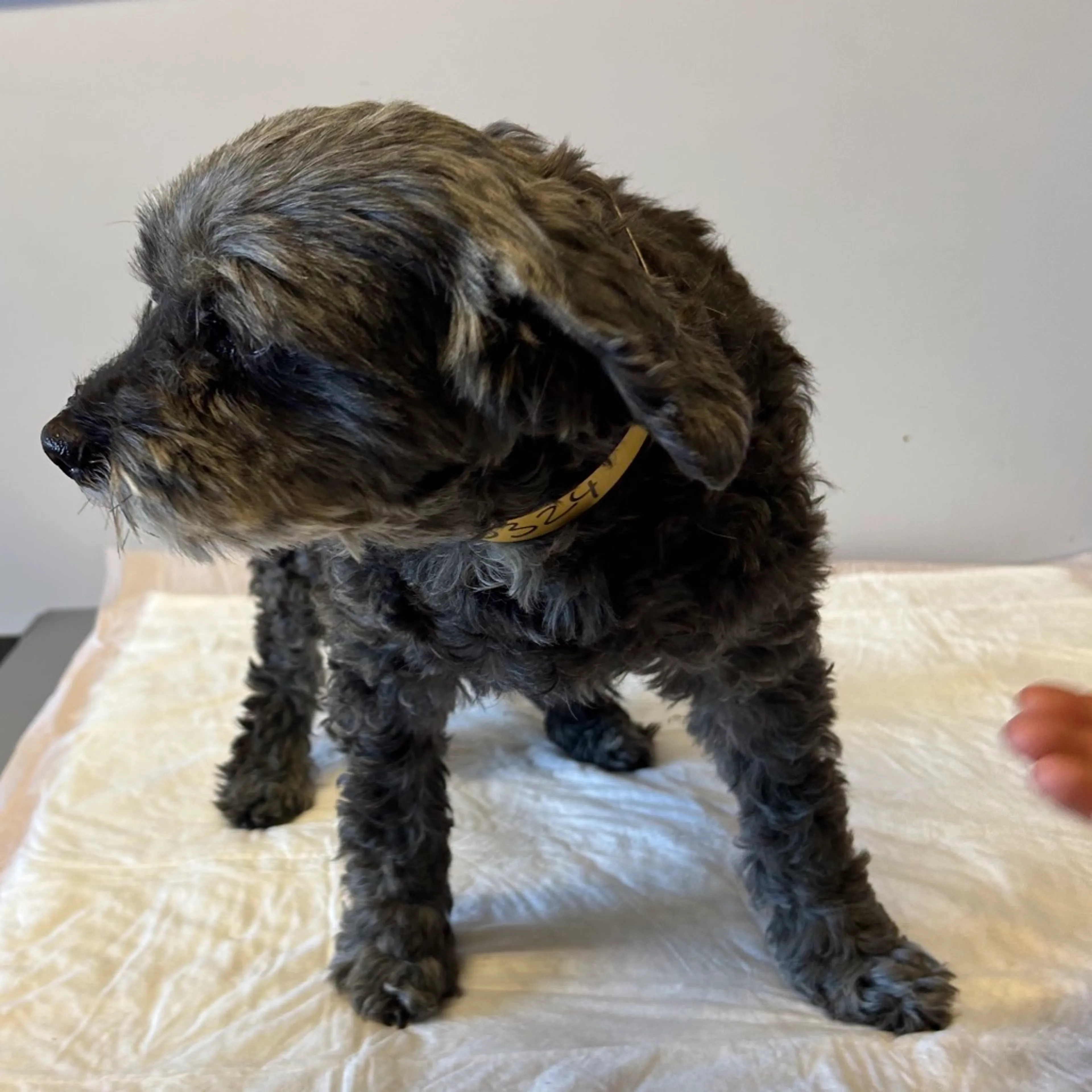 Found pet-2